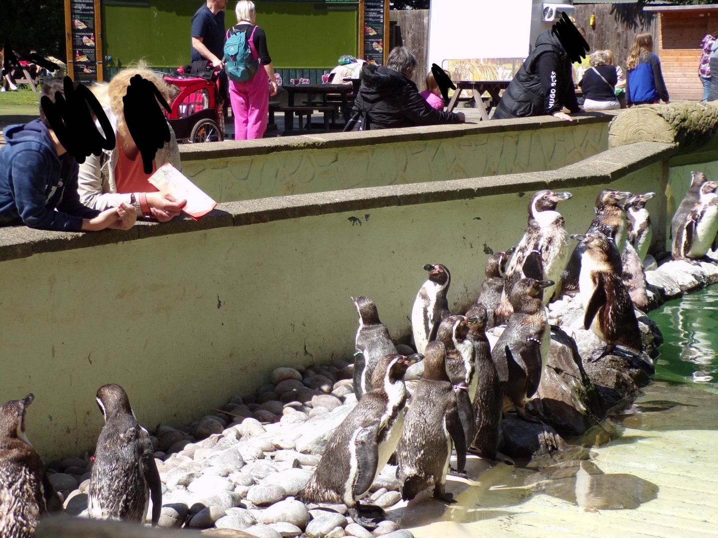 Humboldt penguins and visitors 7.7.24