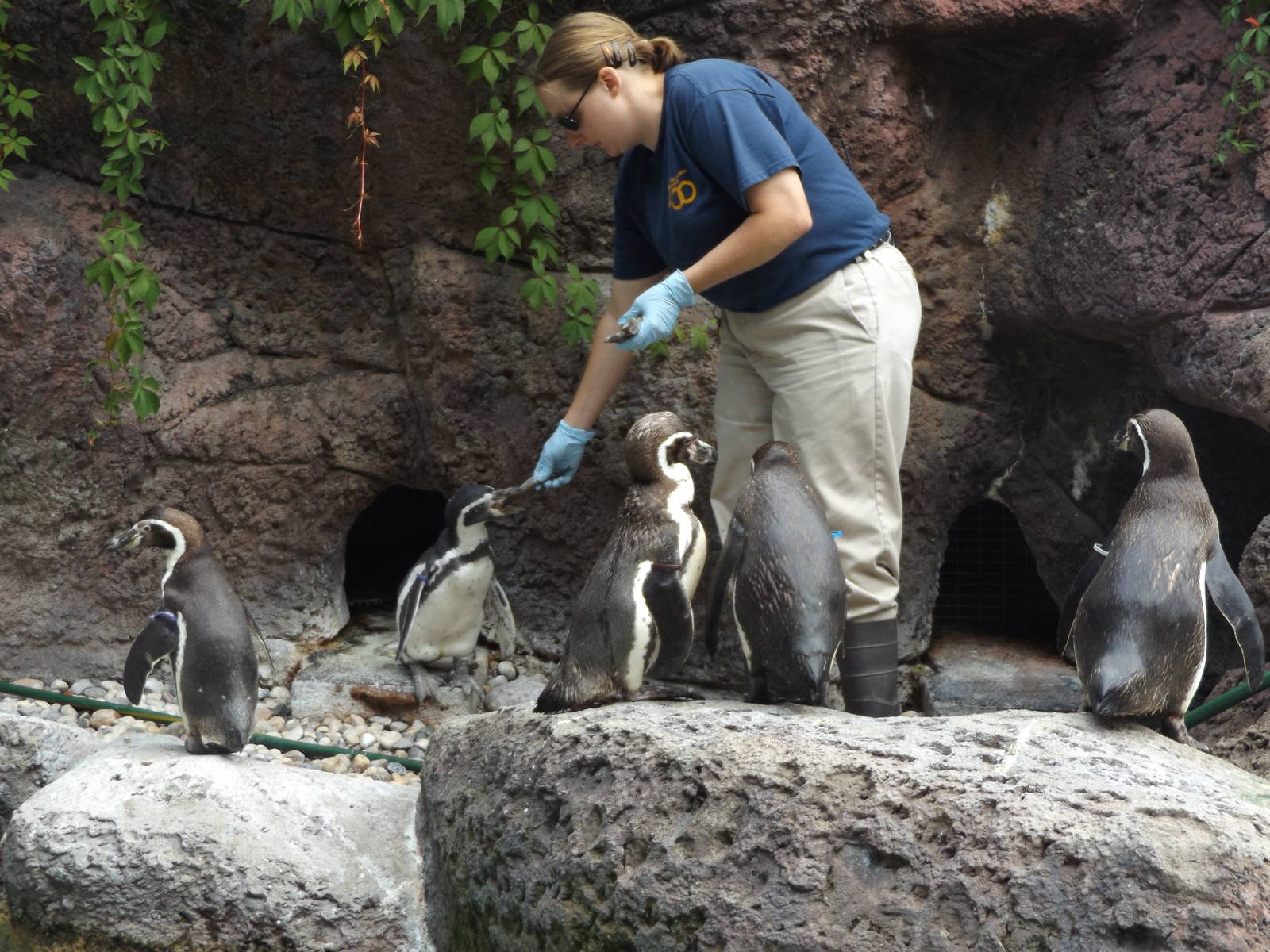 Humboldt Penguins and Zookeeper