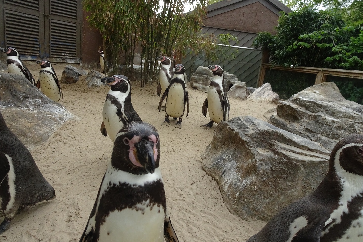 Humboldt Penguins, April 2022