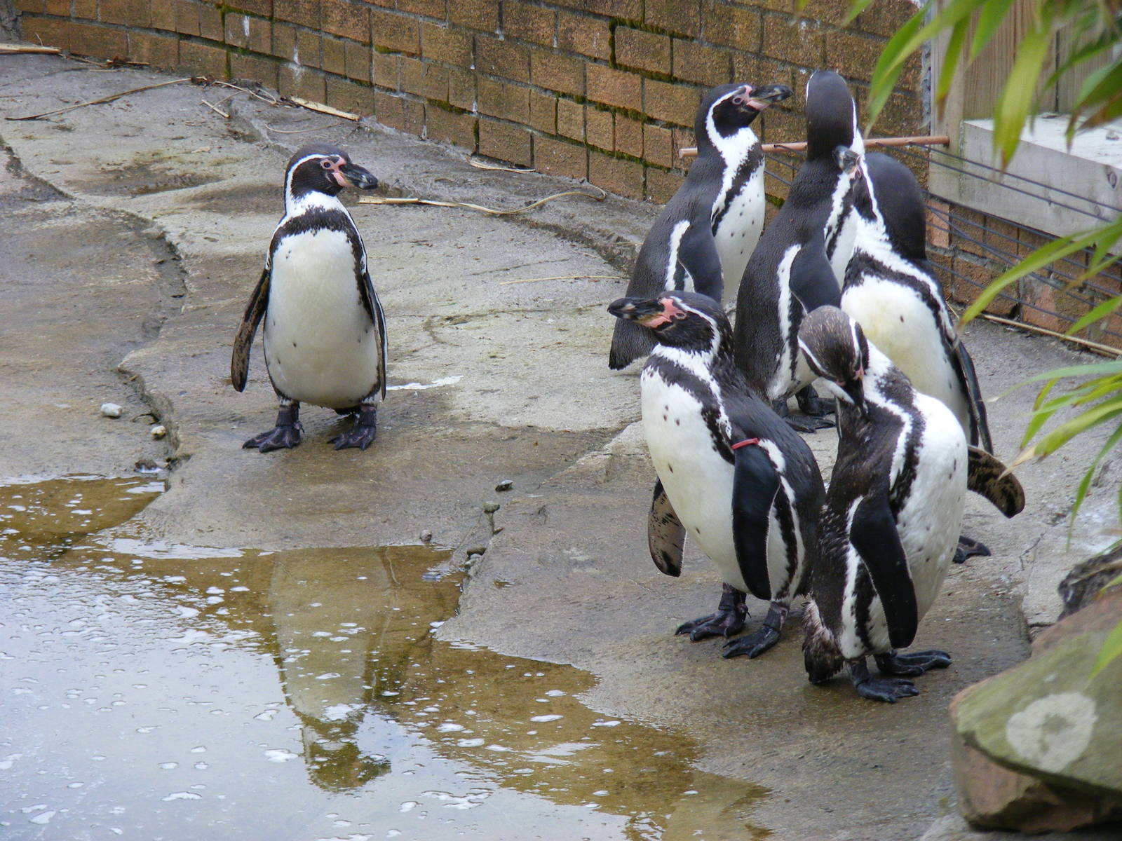 Humboldt penguins at Blair Drummond Safari Park, 19 May 2010