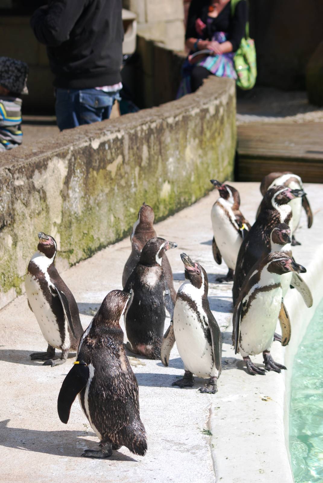 Humboldt Penguins at Cotswold WP, 12/05/12