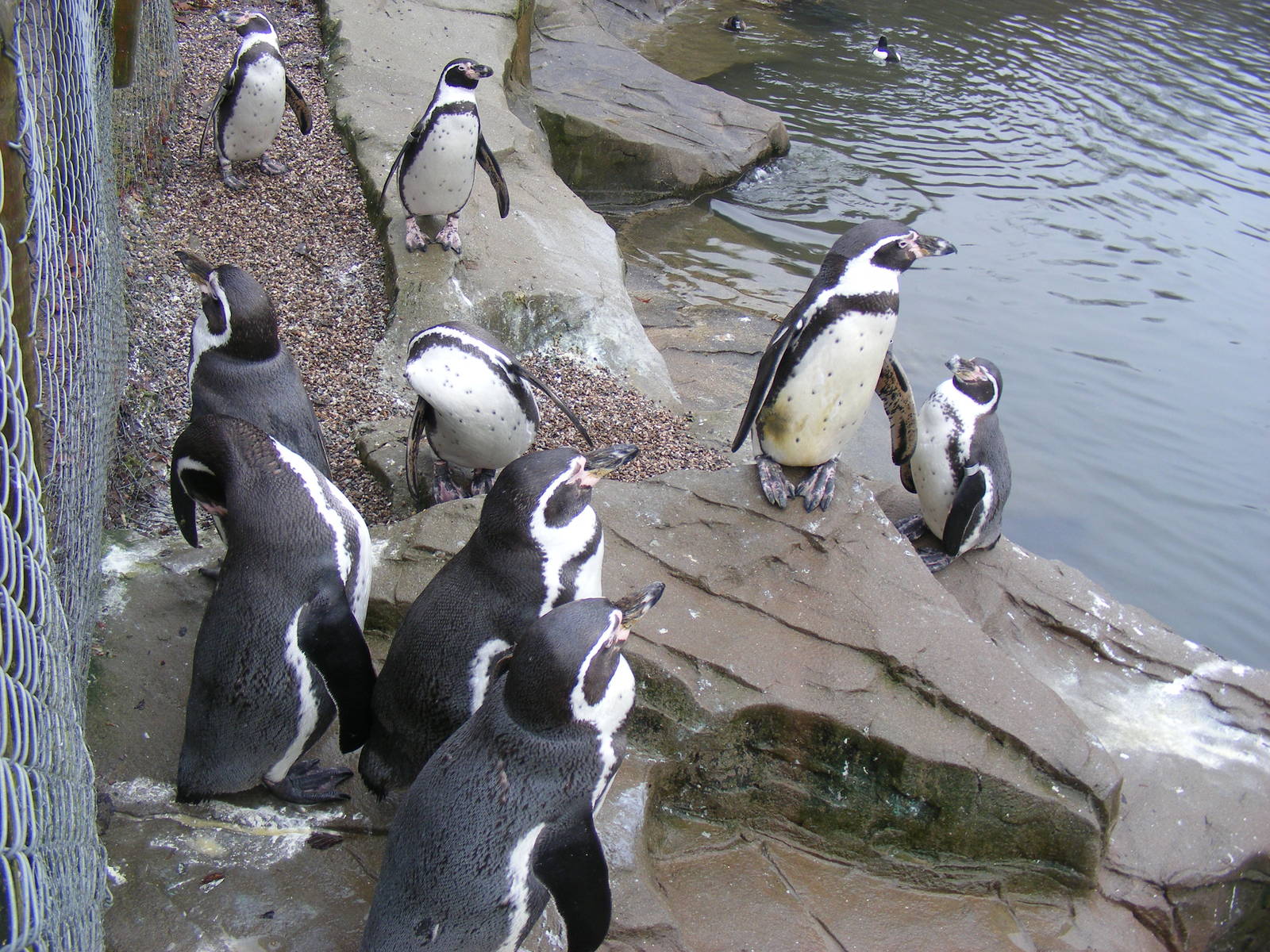 Humboldt penguins at Exmoor Zoo, 29 December 2010
