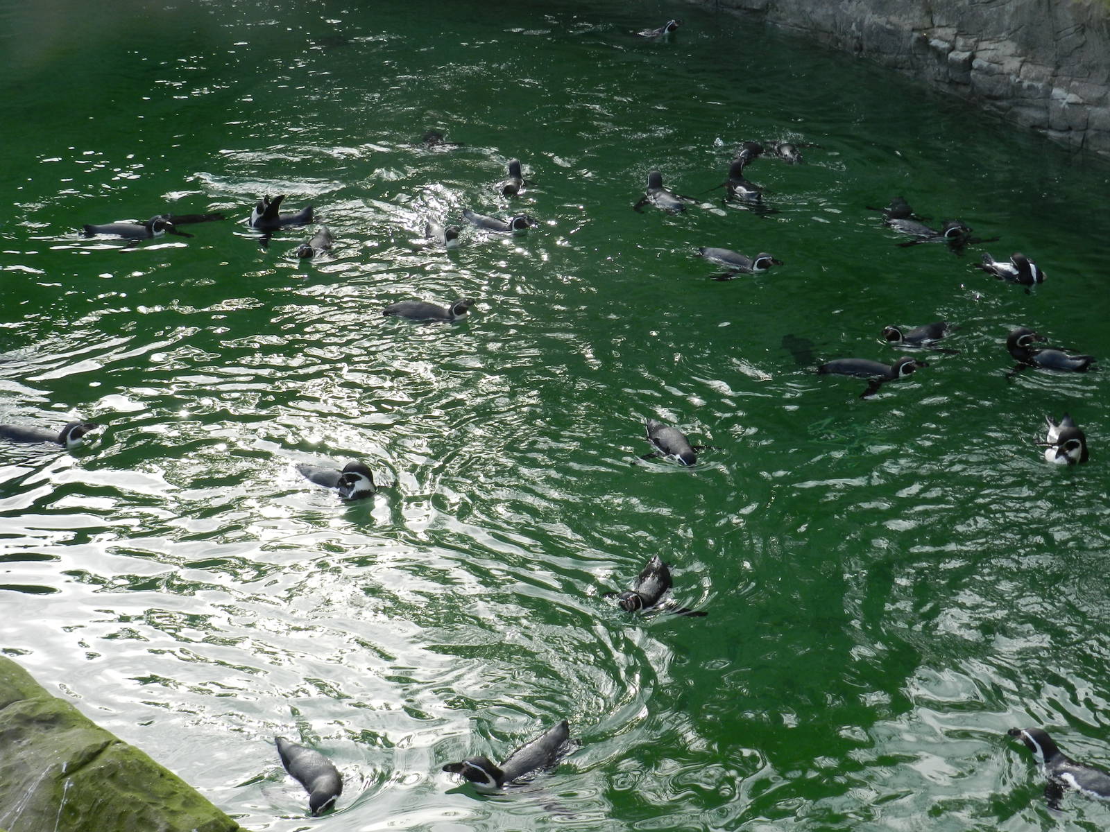 Humboldt Penguins at Flamingo Land - 14/10/2012