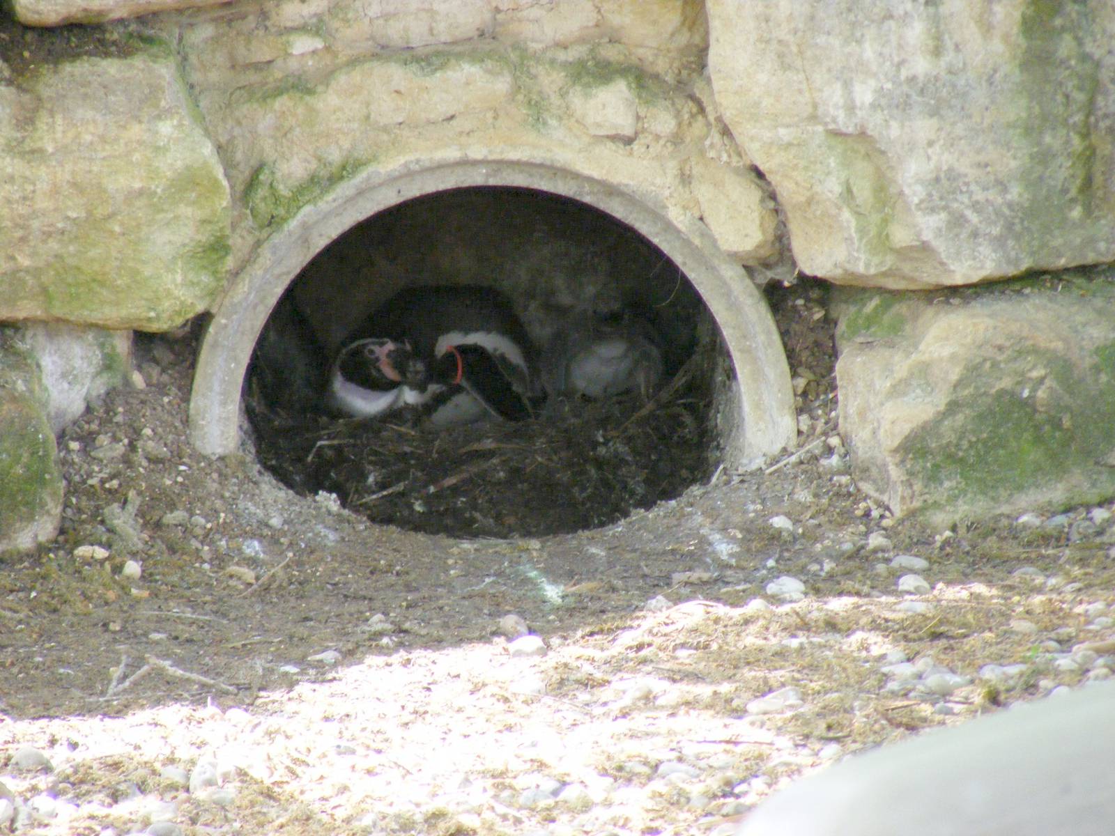 Humboldt penguins at Marwell Wildlife, 8 May 2011
