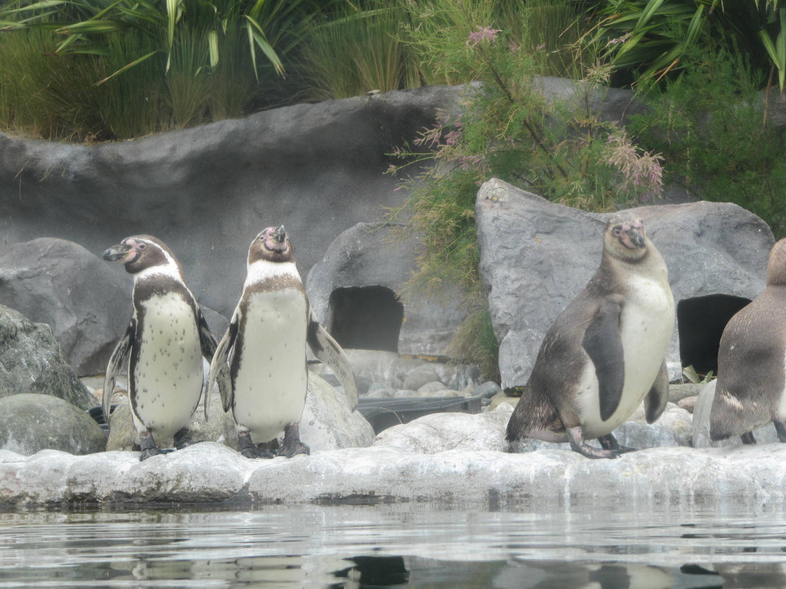 Humboldt Penguins at Penguin Shores of Colchester Zoo 11/07/14