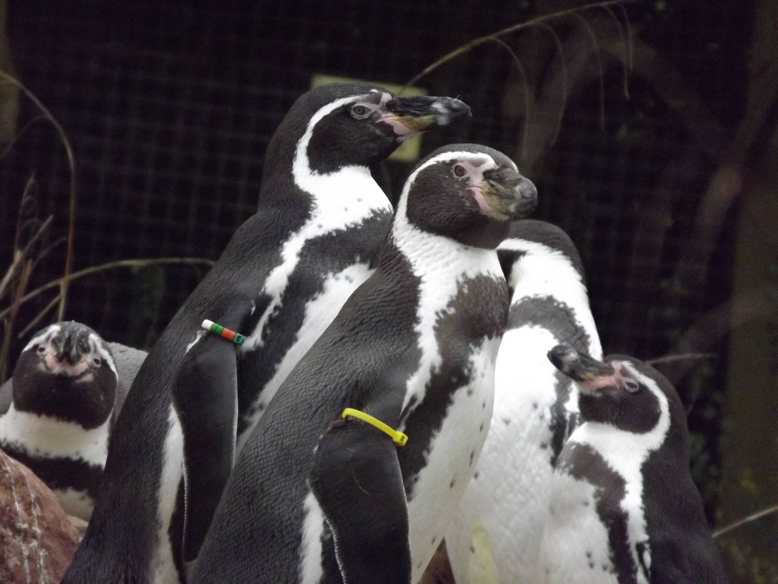 Humboldt penguins at South Lakes WAP 26/11/11