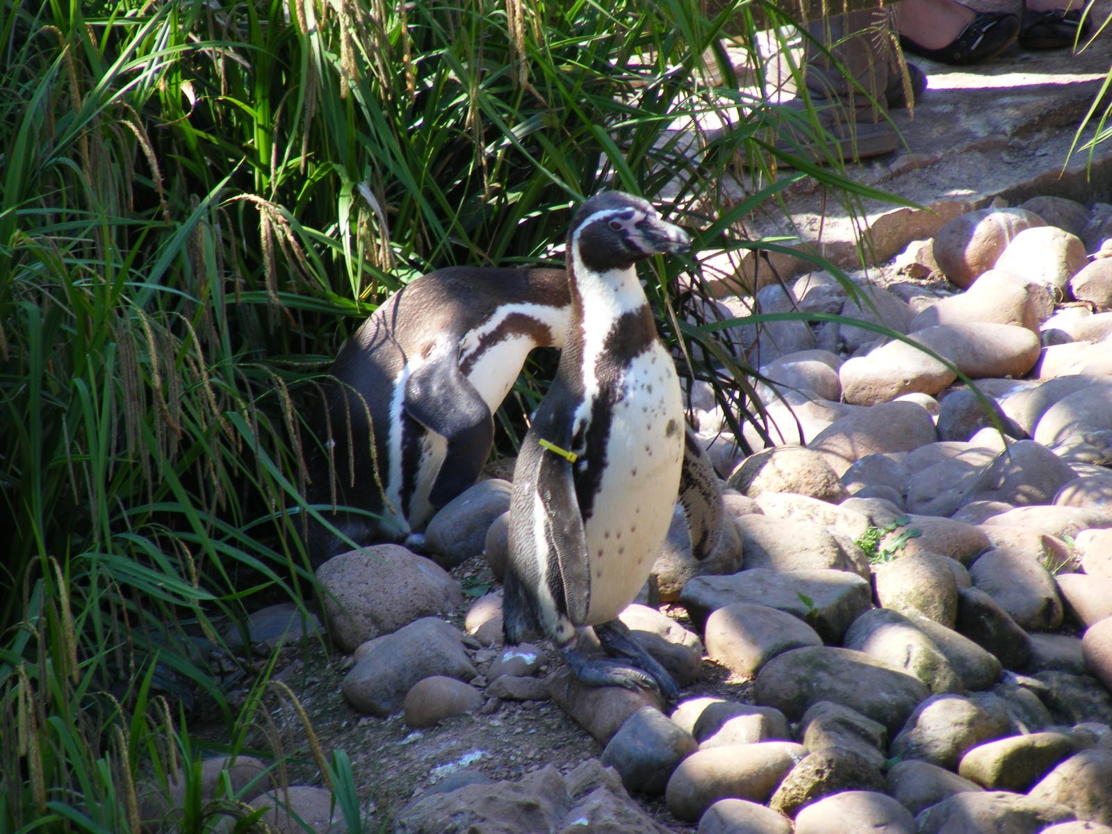 Humboldt penguins at South Lakes Wild Animal Park, 23 May 2010