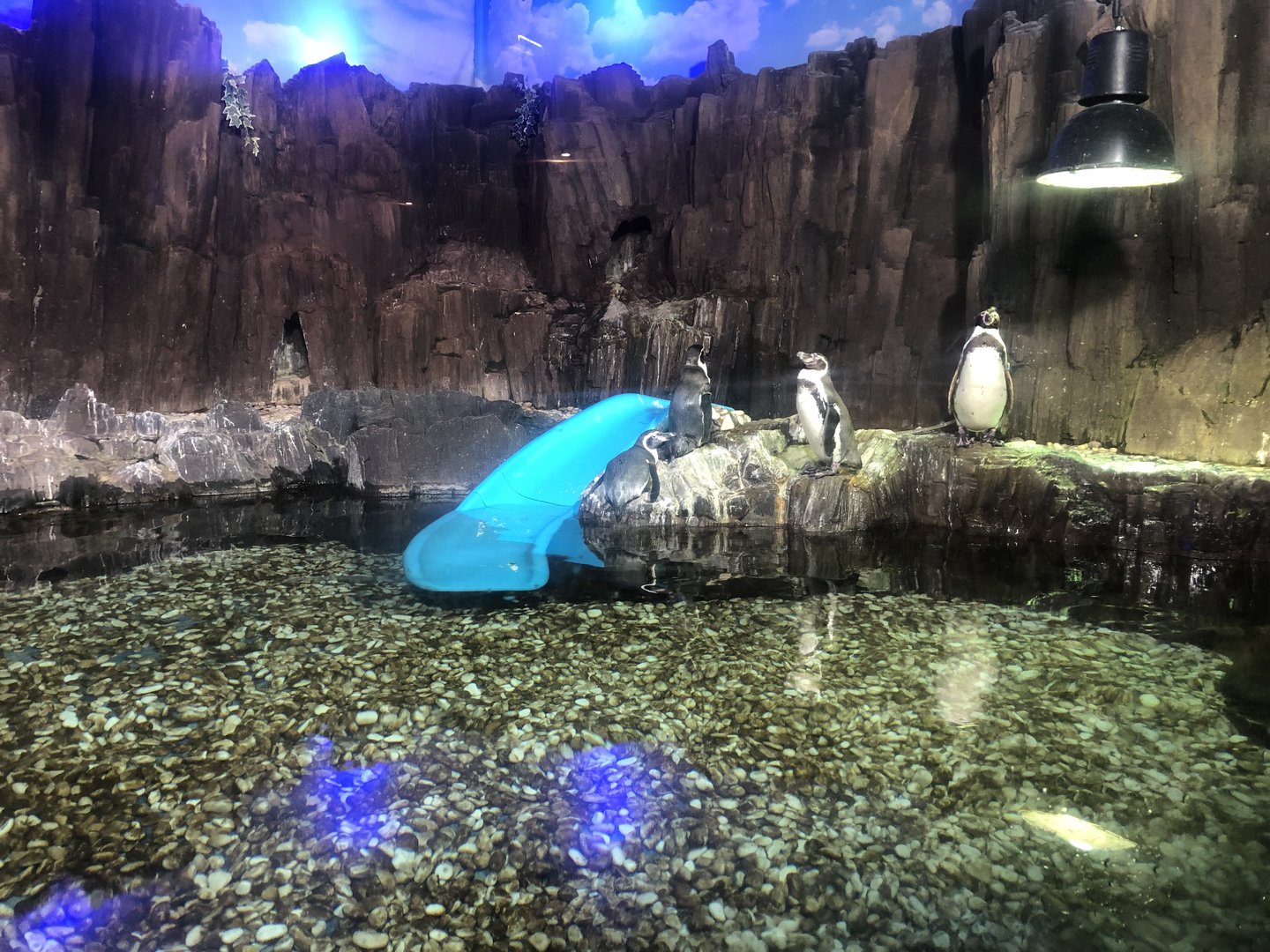 Humboldt penguins at the Emaar aquarium