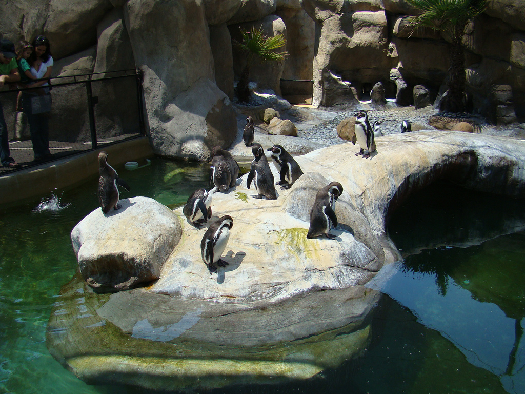 Humboldt Penguins at the Santa Barbara Zoo
