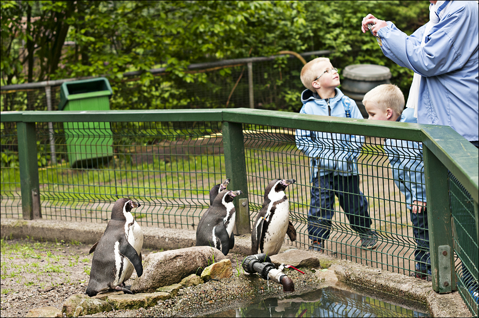 Humboldt Penguins at Thüle