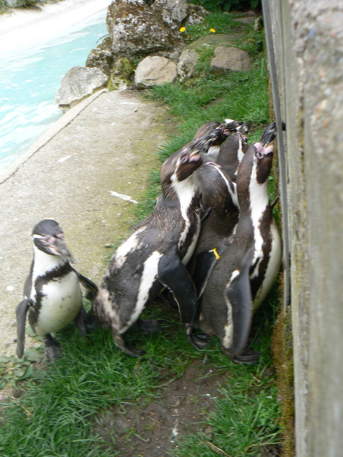 Humboldt Penguins being fed