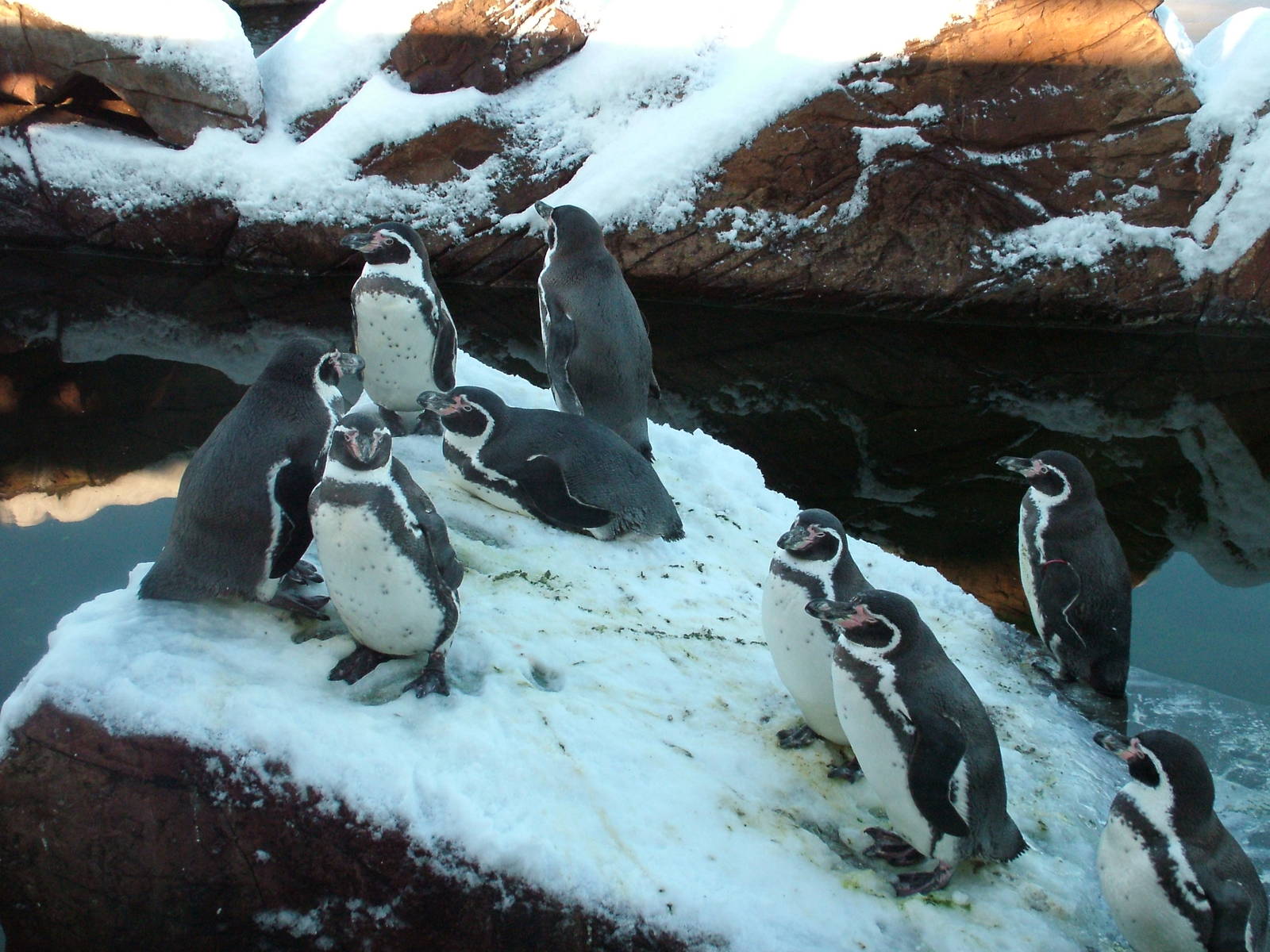 Humboldt Penguins, Blackbrook in the Snow, 03/01/10