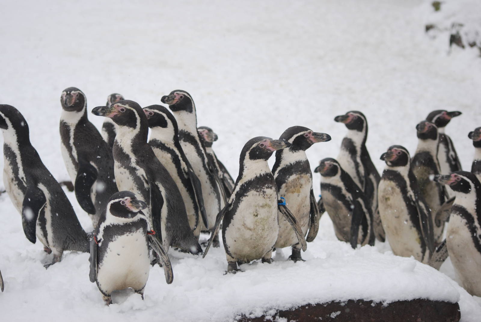 Humboldt Penguins, Blackbrook in the Snow (again!) 27/12/10