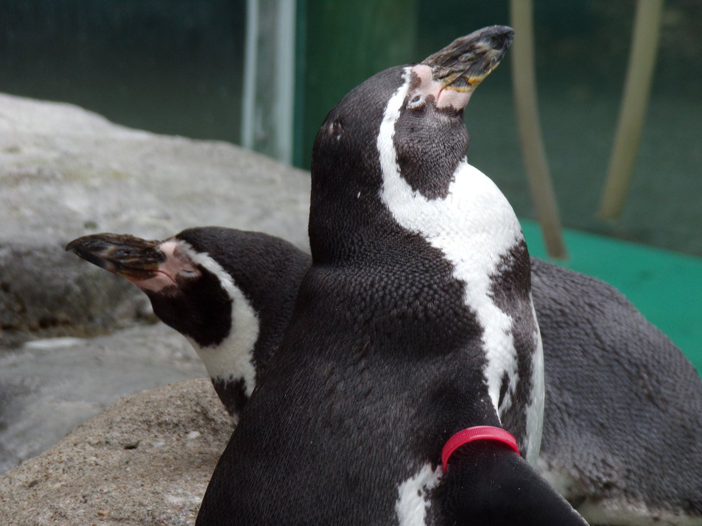 Humboldt Penguins (Columbus Zoo)