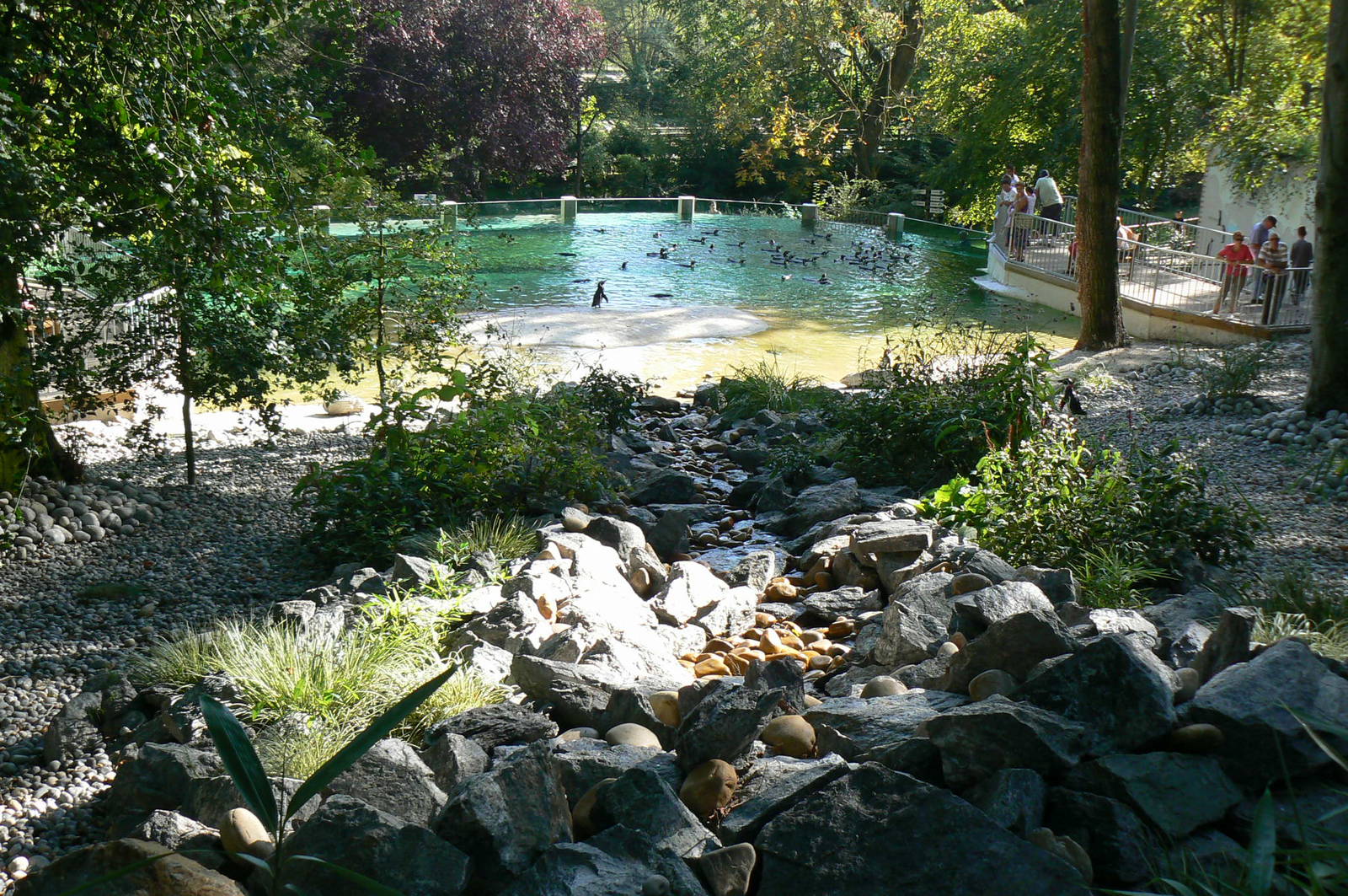 Humboldt penguins exhibit