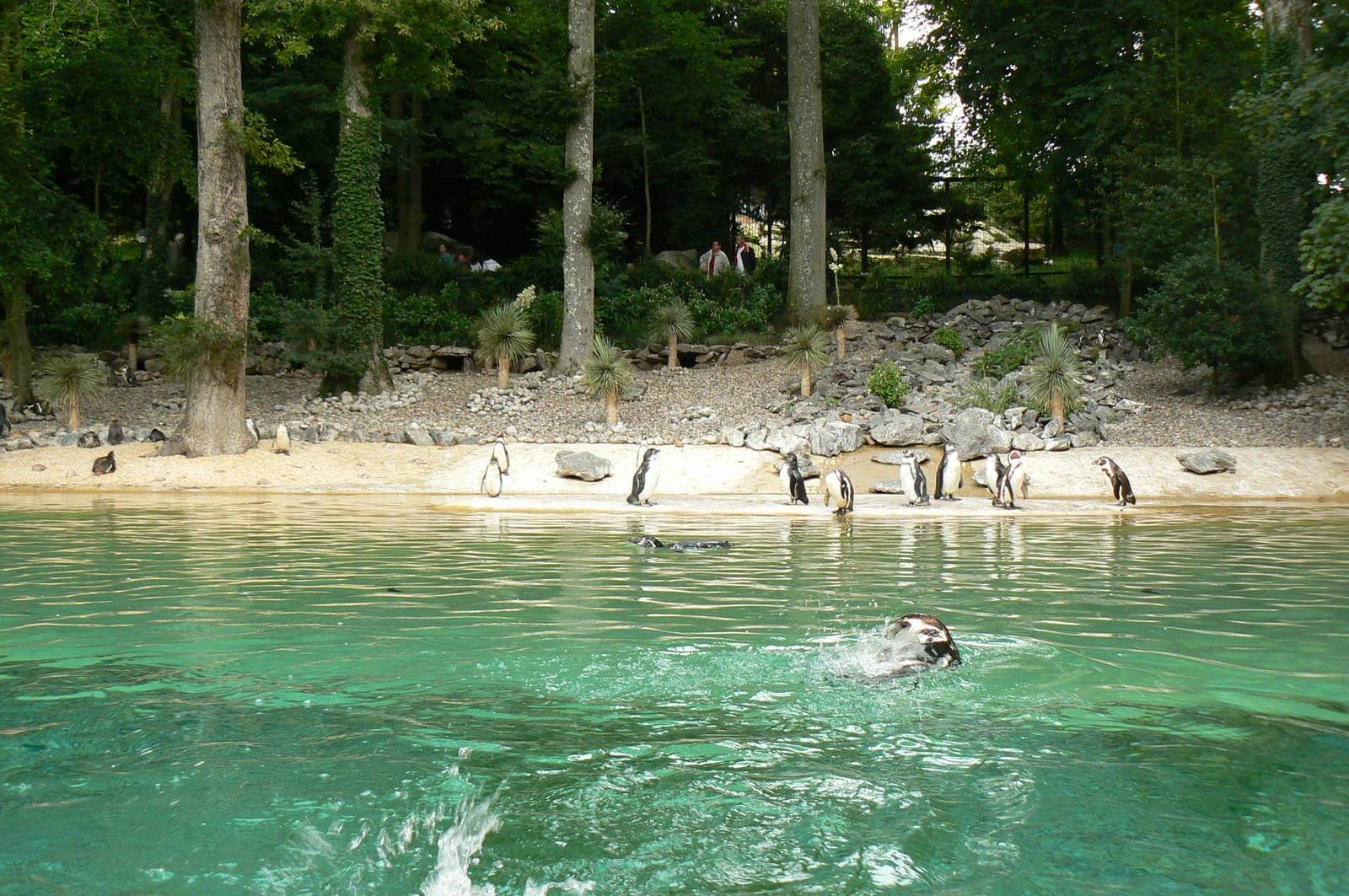 Humboldt penguins exhibit