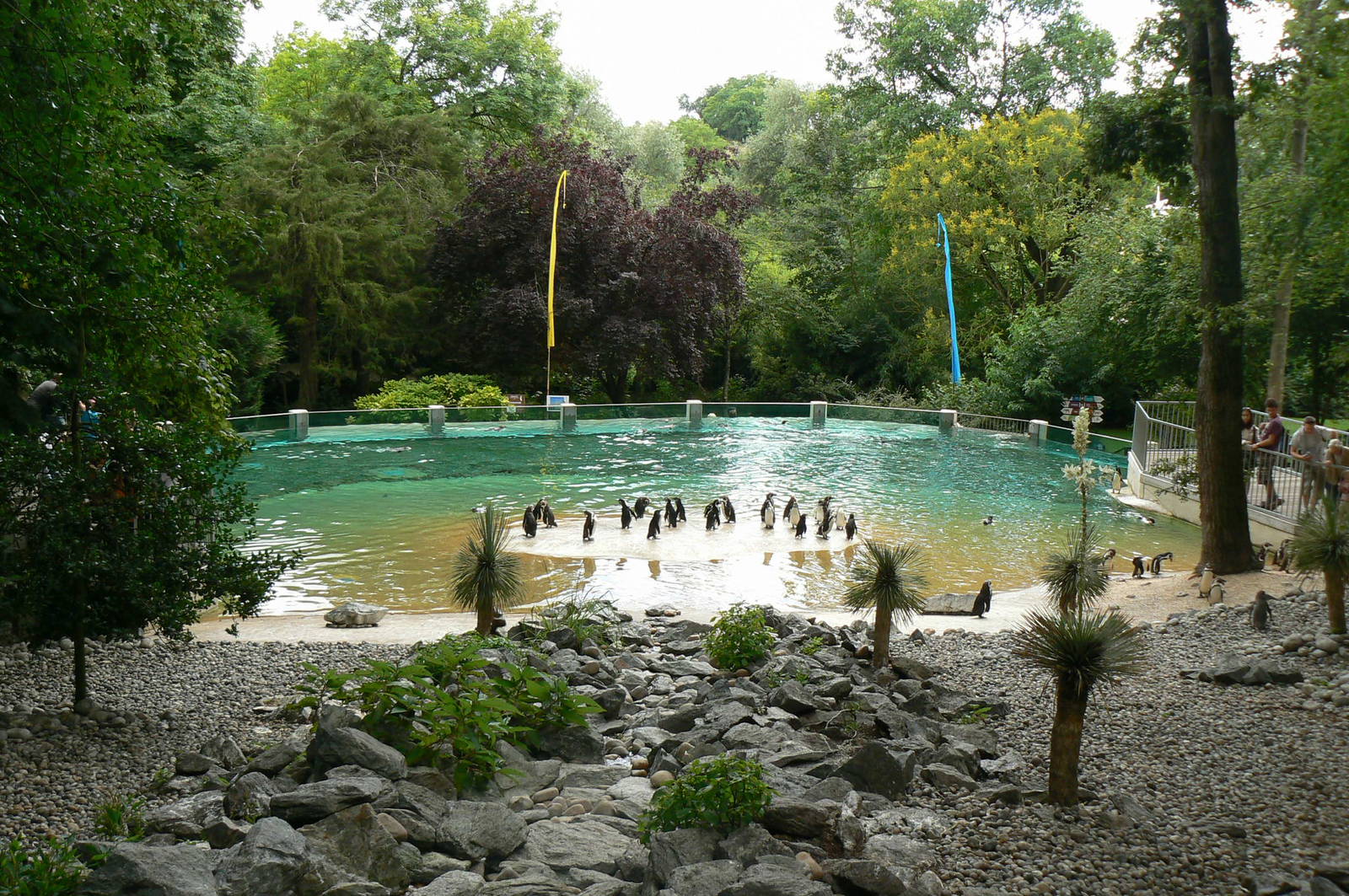 Humboldt penguins exhibit