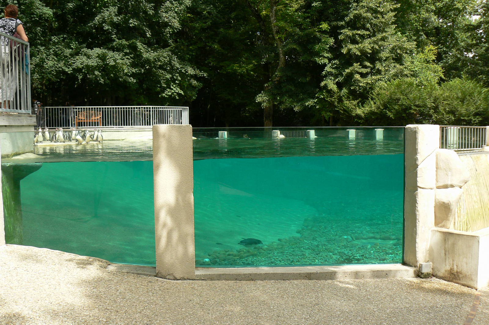Humboldt penguins exhibit
