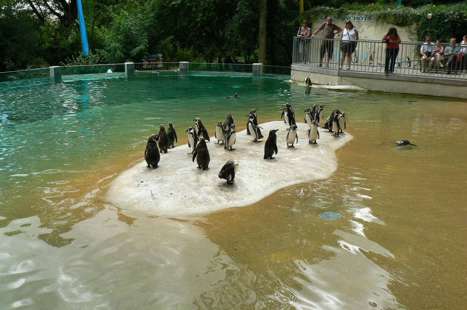 Humboldt penguins exhibit