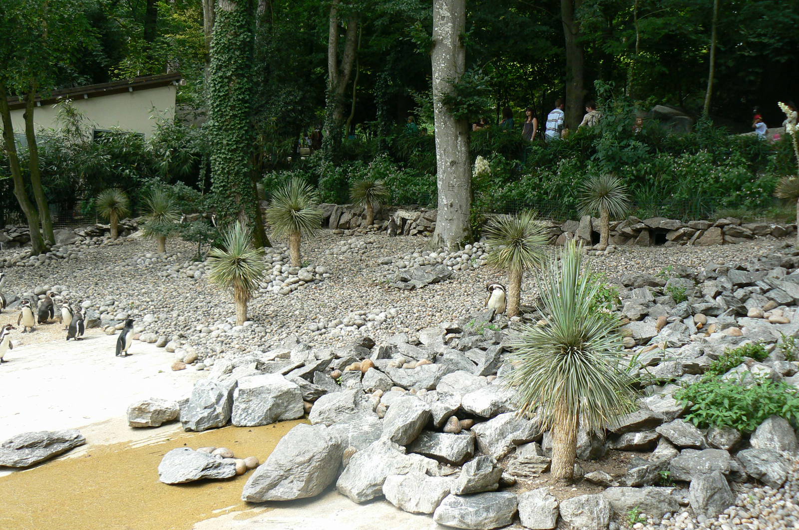 Humboldt penguins exhibit