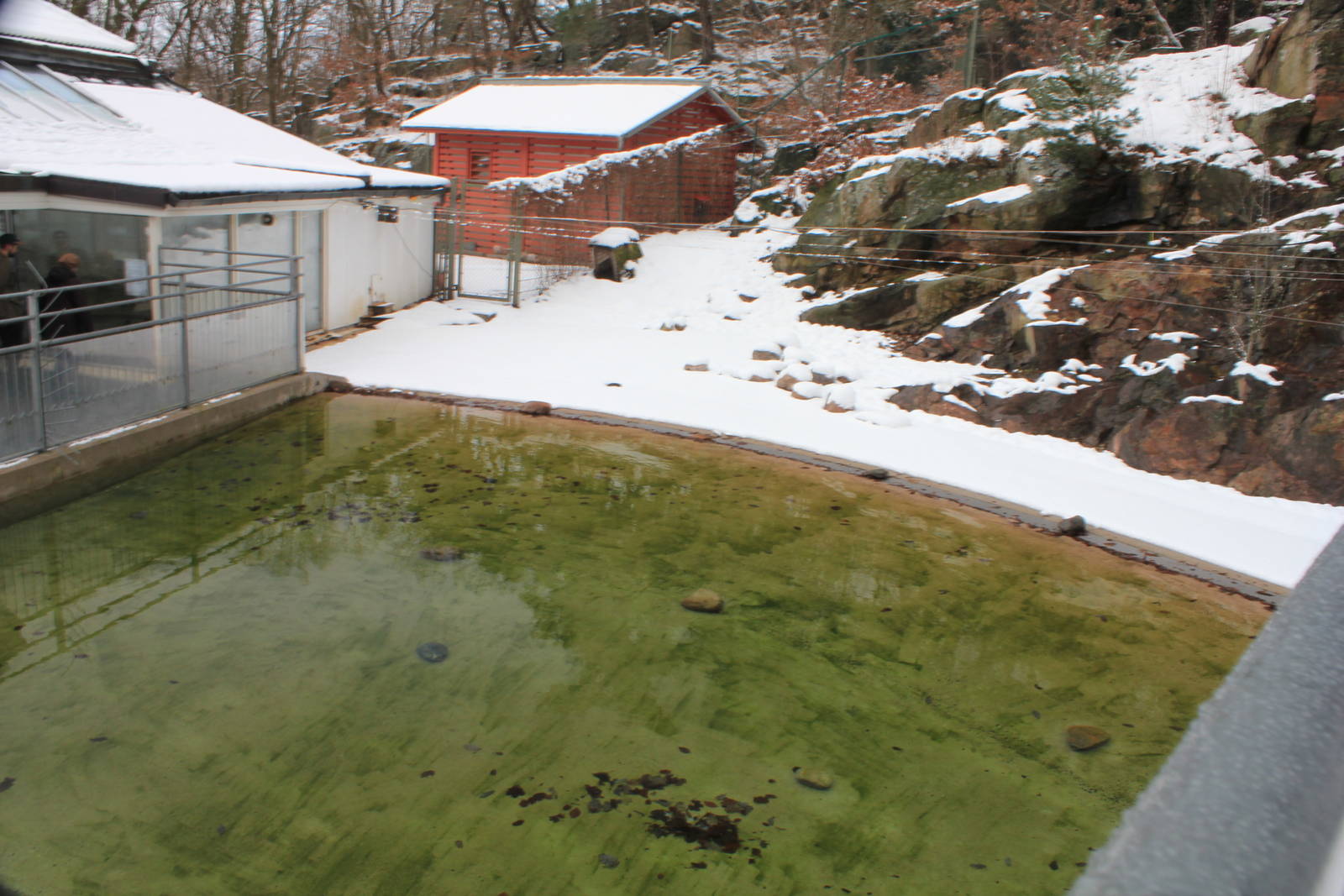 Humboldt penguins exhibit