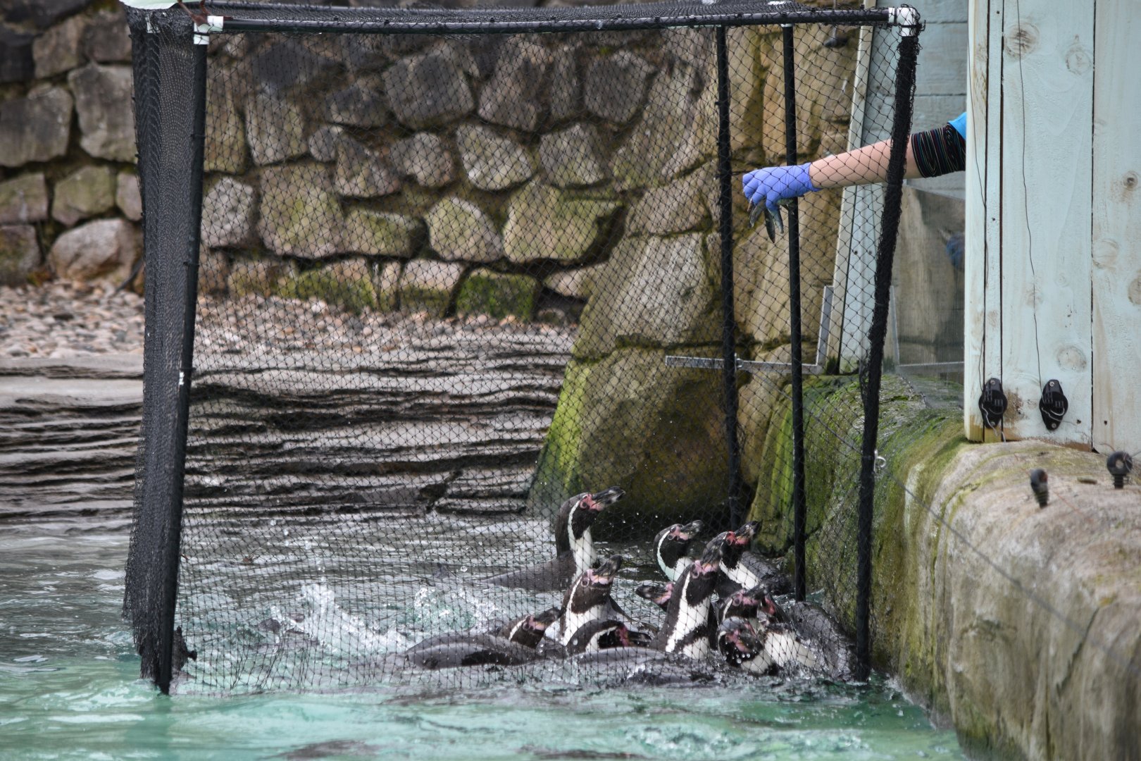 Humboldt penguins feeding