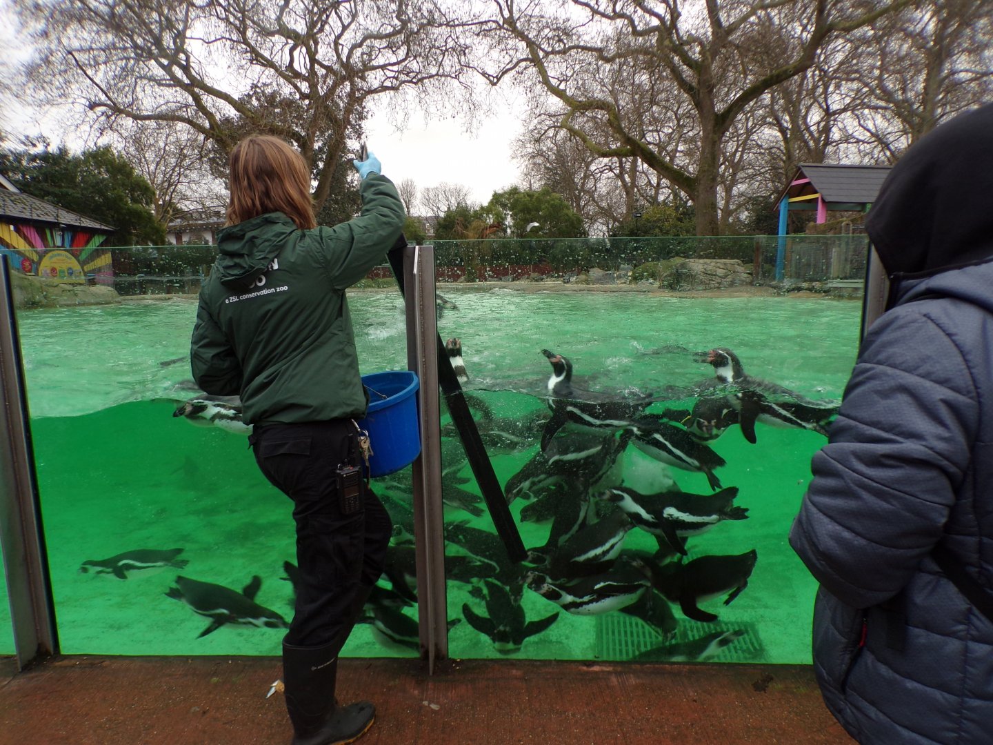 Humboldt penguins getting fed 11.2.25