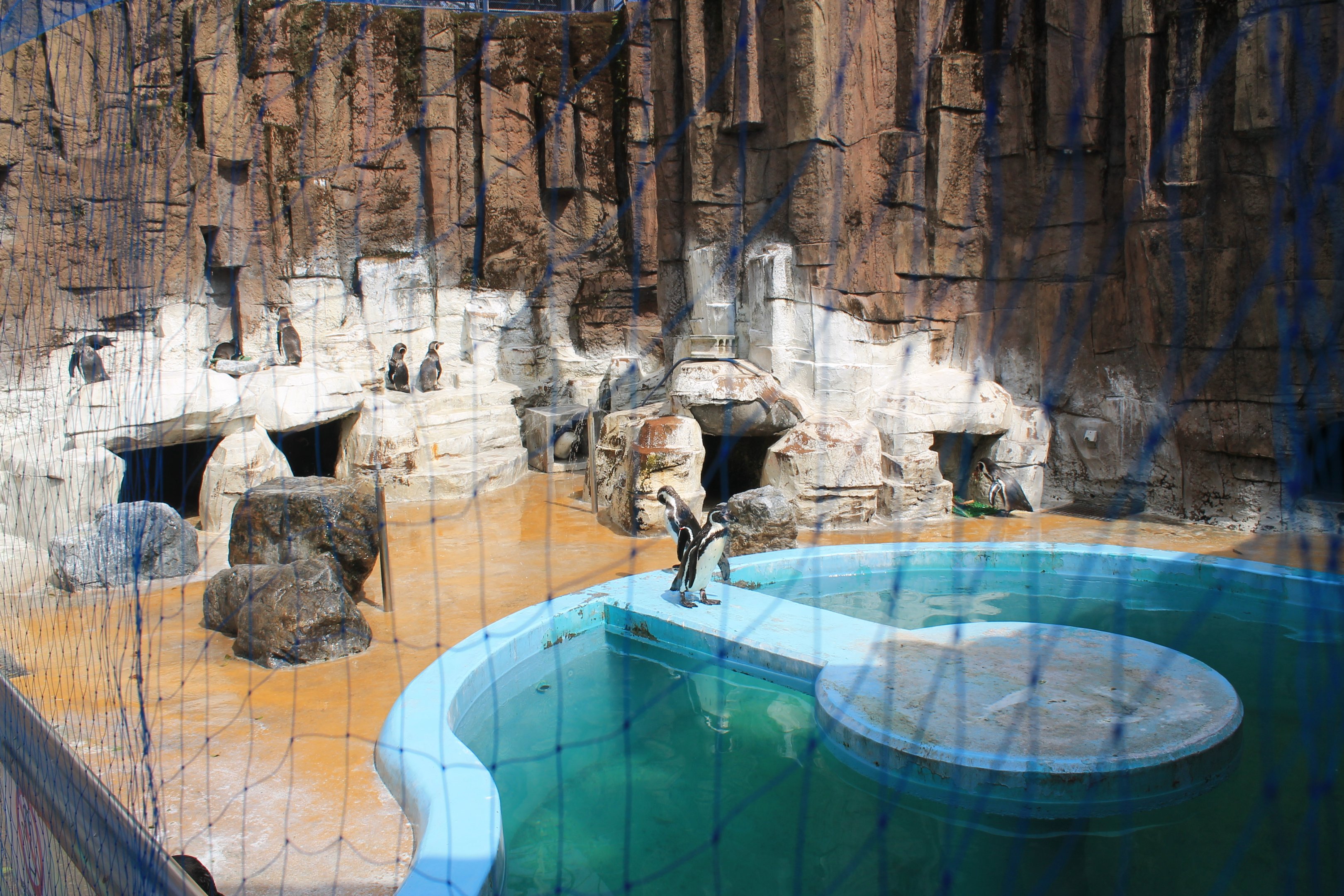 Humboldt Penguins - Hirakawa Zoo (Kagoshima)