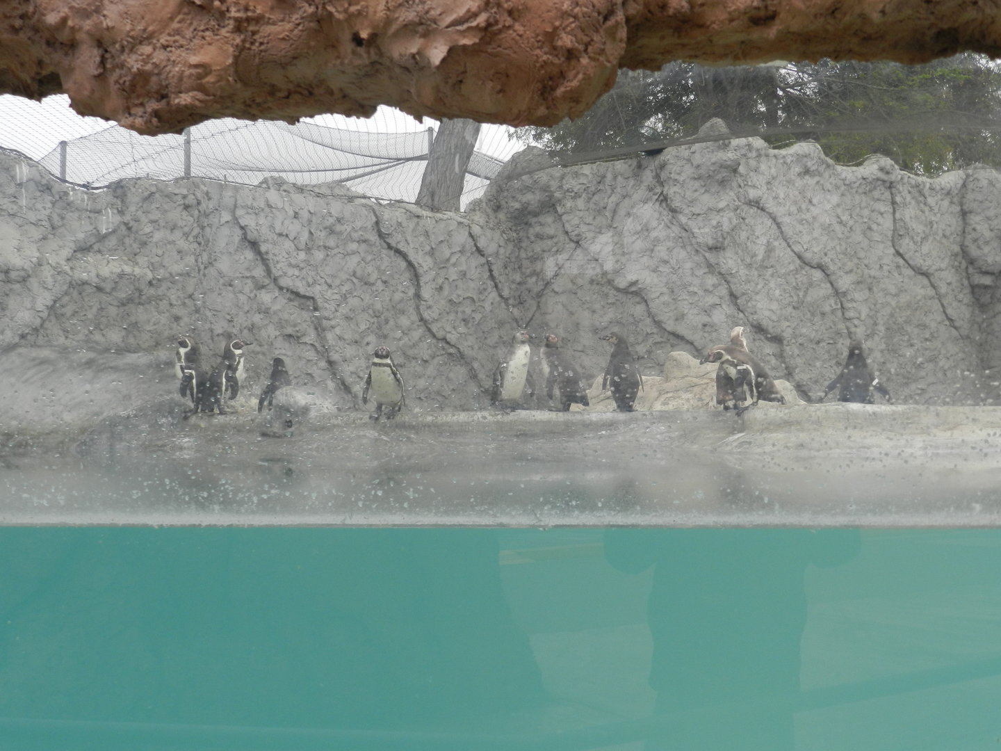 Humboldt penguins - Parque de Las Leyendas