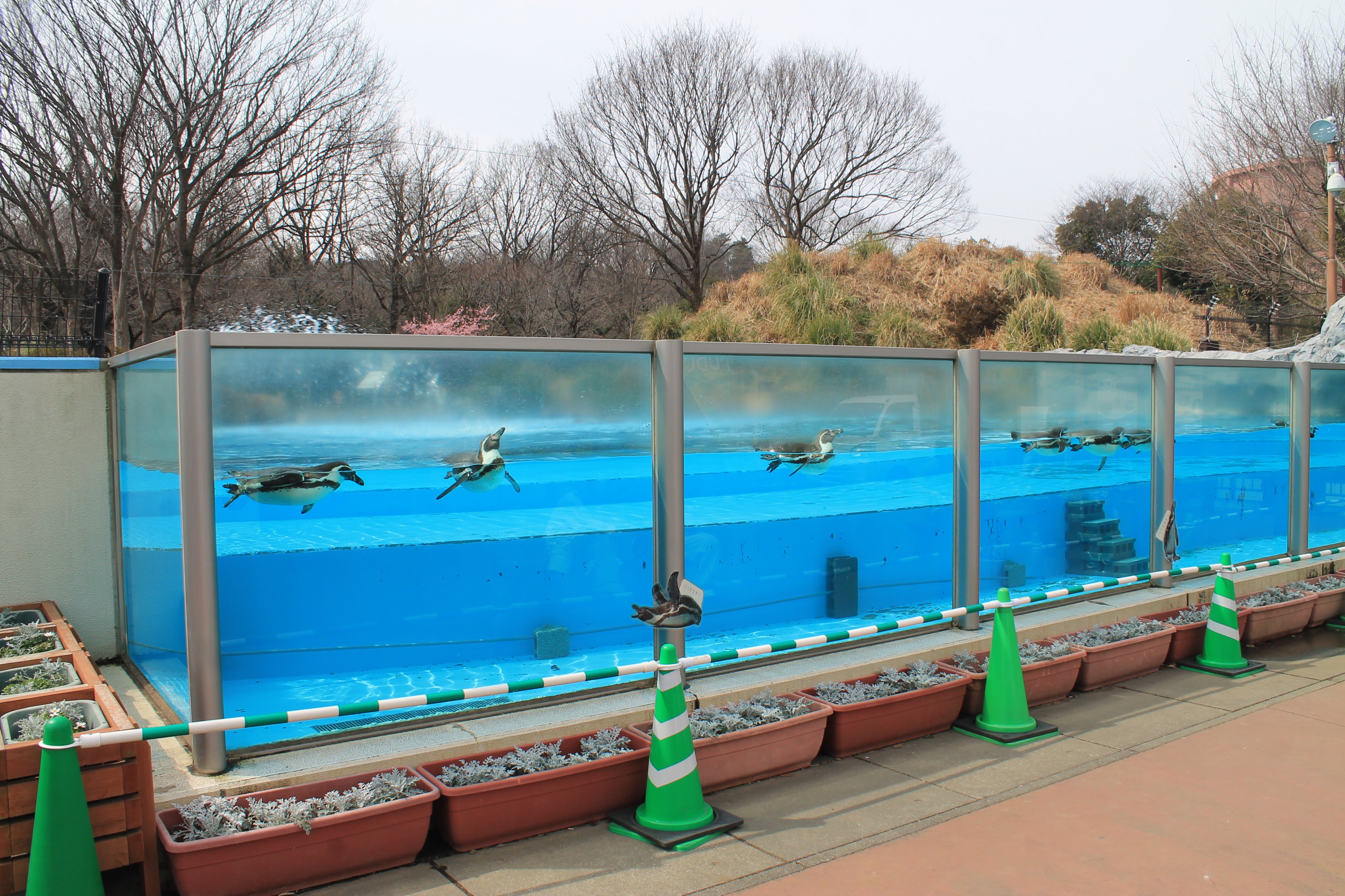 Humboldt Penguins - Saitama Childrens Zoo