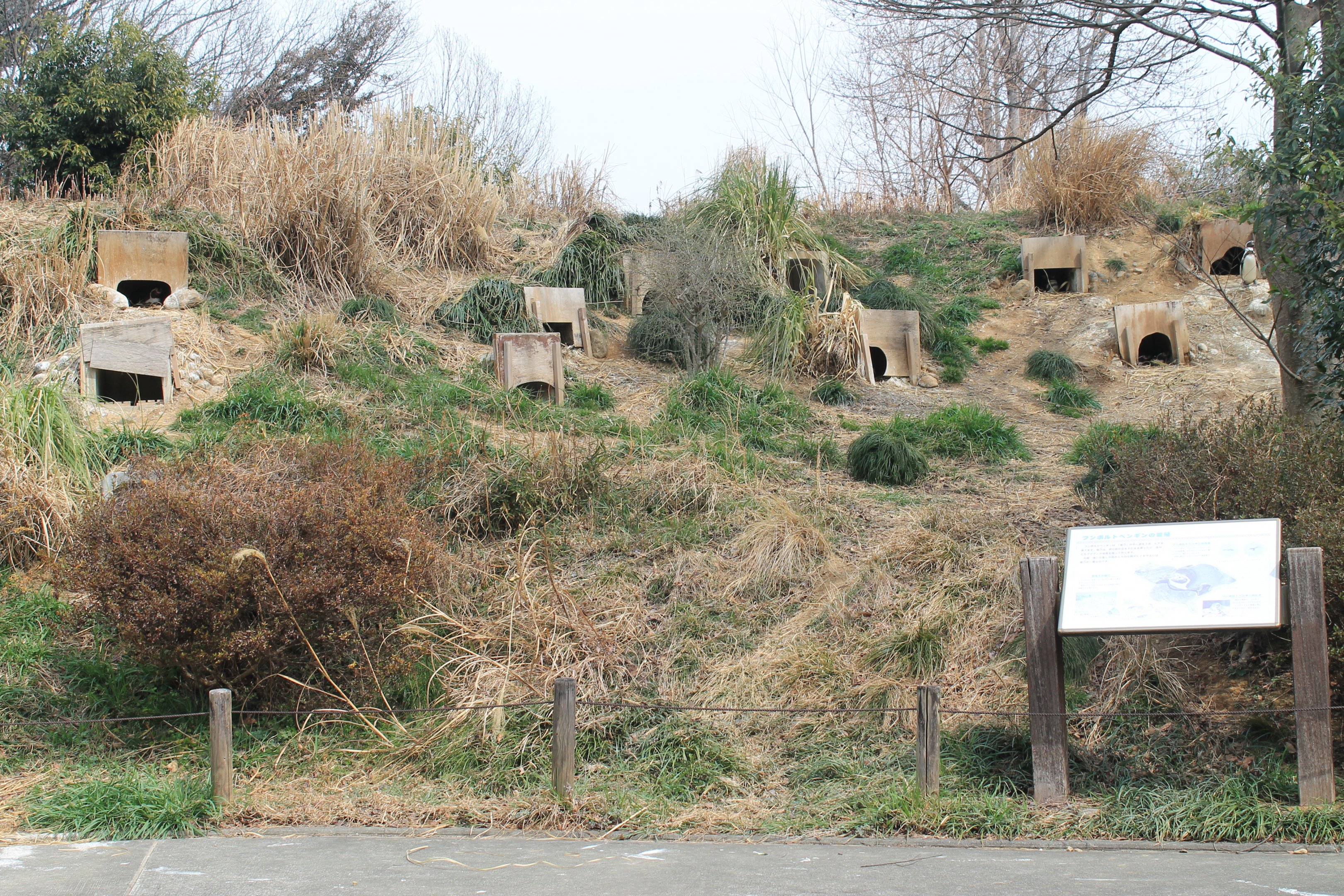 Humboldt Penguins - Saitama Childrens Zoo