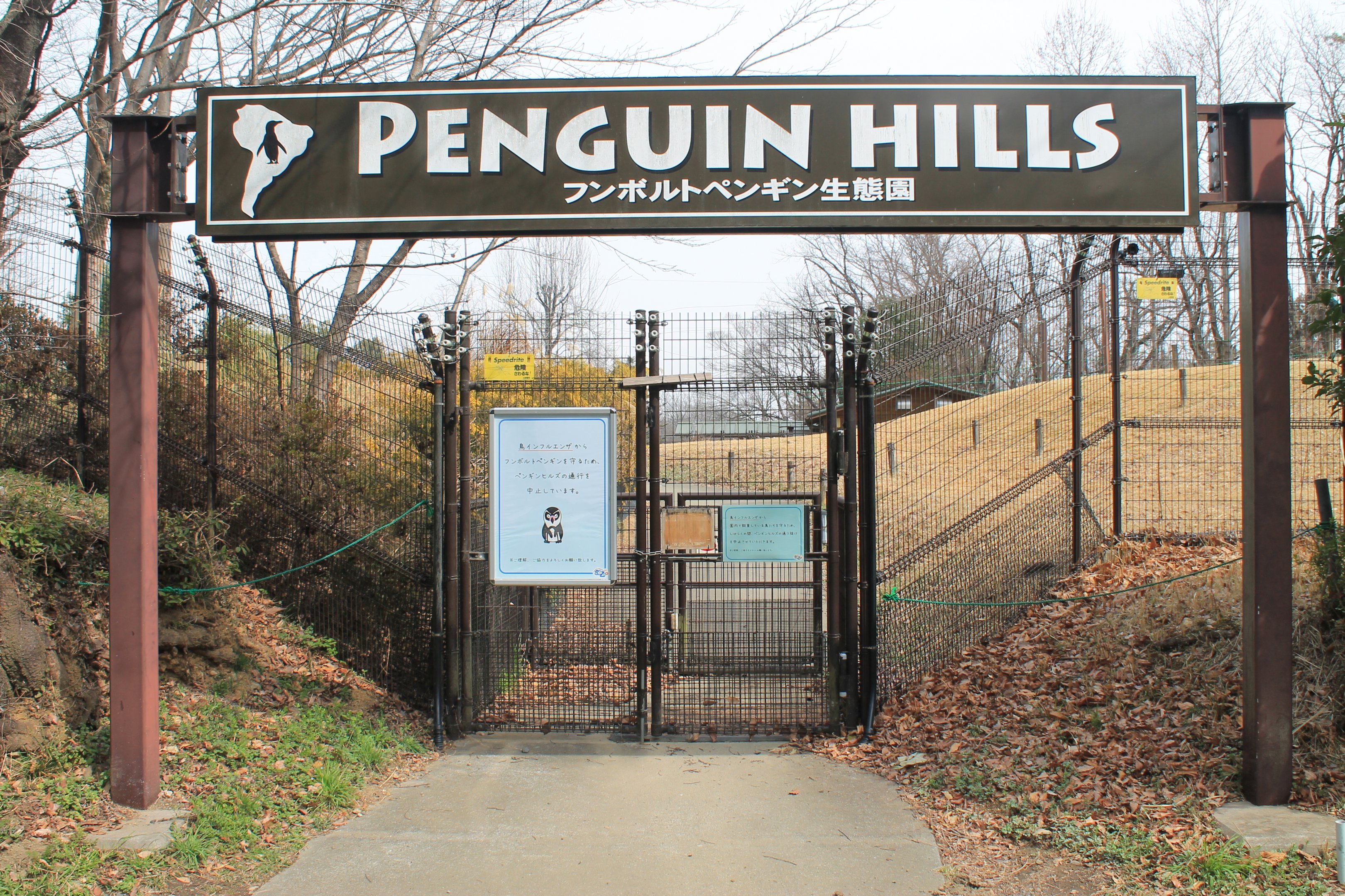 Humboldt Penguins - Saitama Childrens Zoo