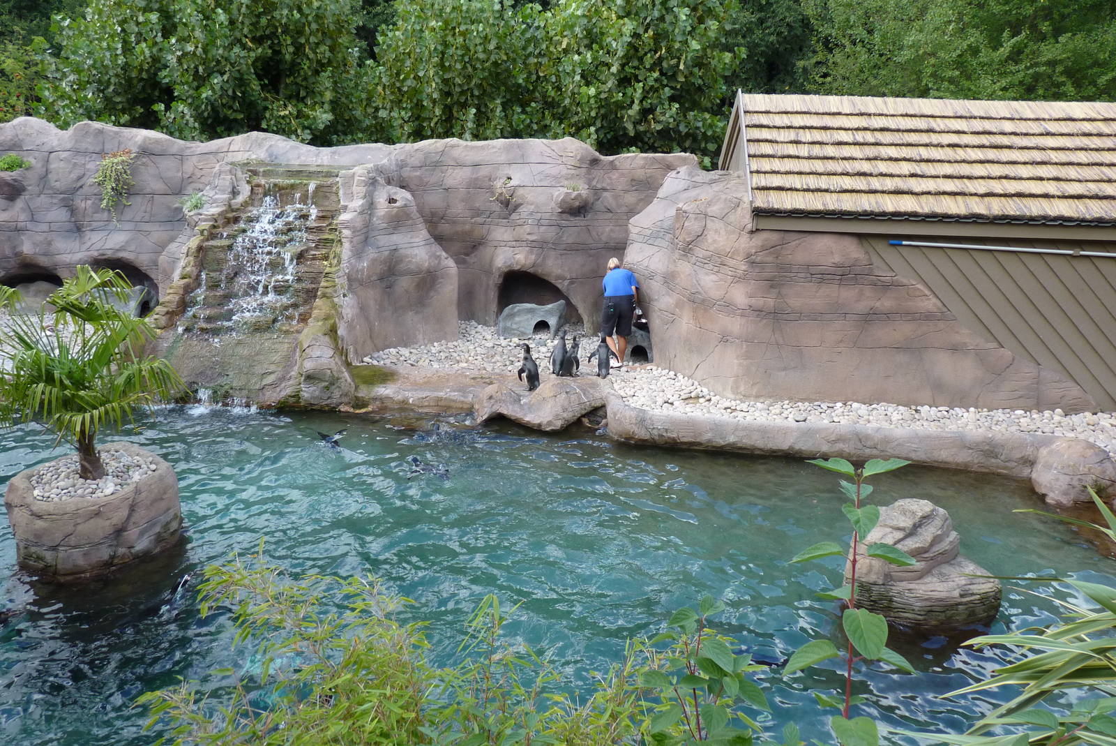 Humboldt Penguins, September 2016