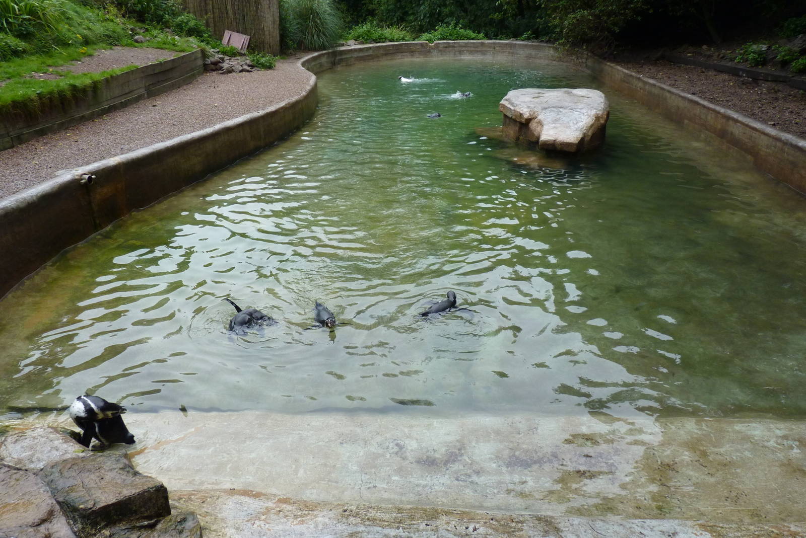 Humboldt Penguins, September 2016