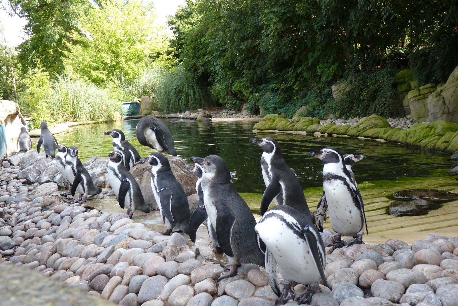 Humboldt Penguins, September 2016