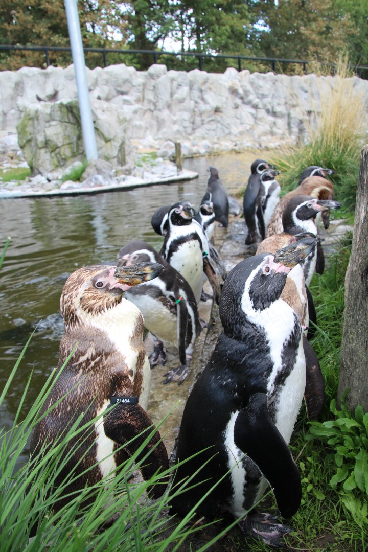 Humboldt Penguins - September 2018