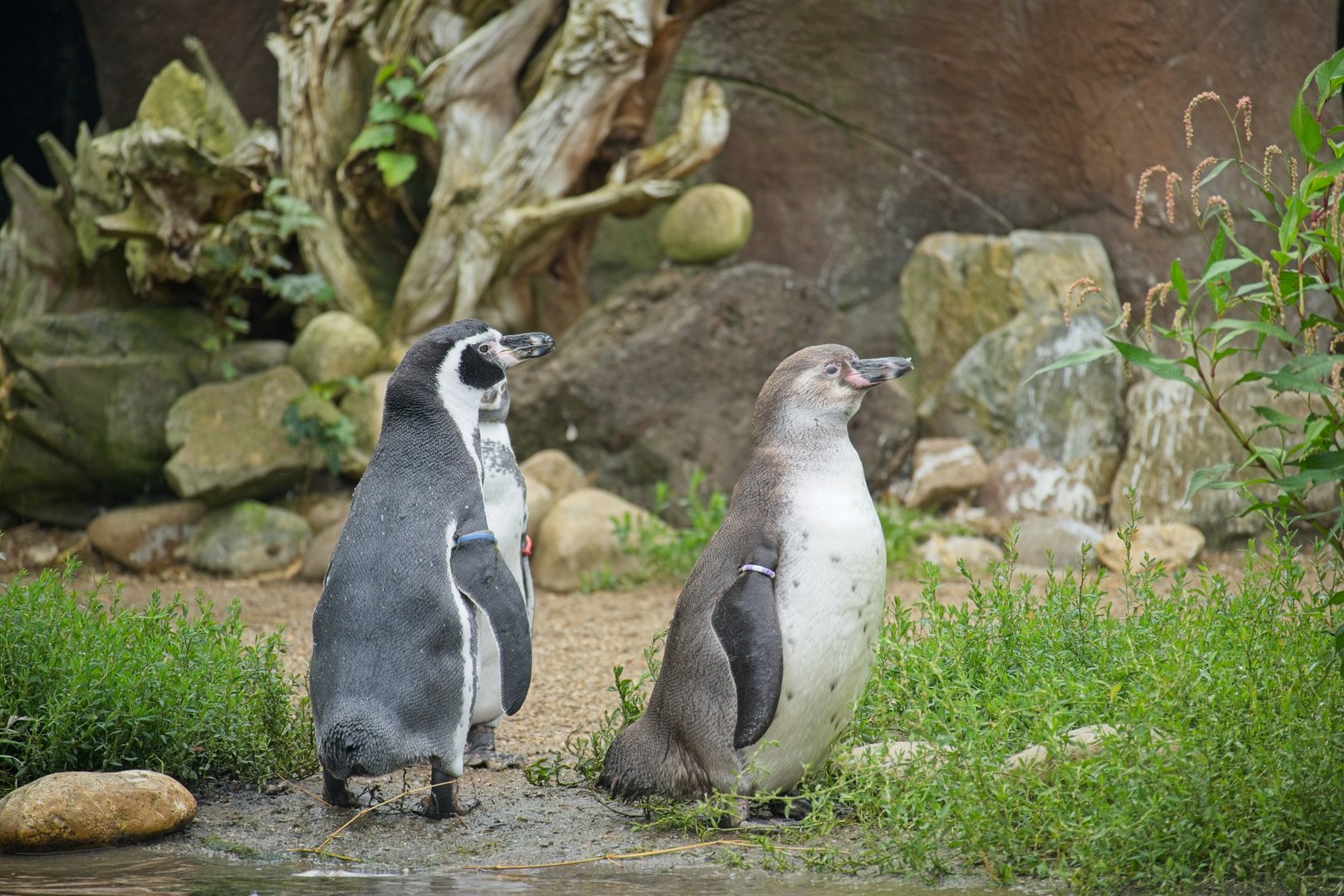 Humboldt Penguins (Spheniscus demersus)