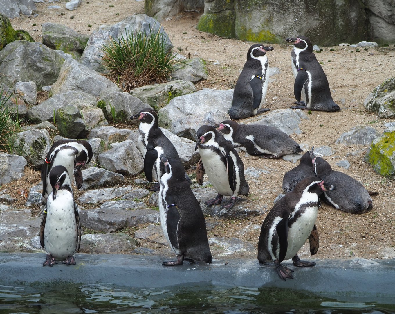 Humboldt penguins (Spheniscus humboldti), 2021-11-06