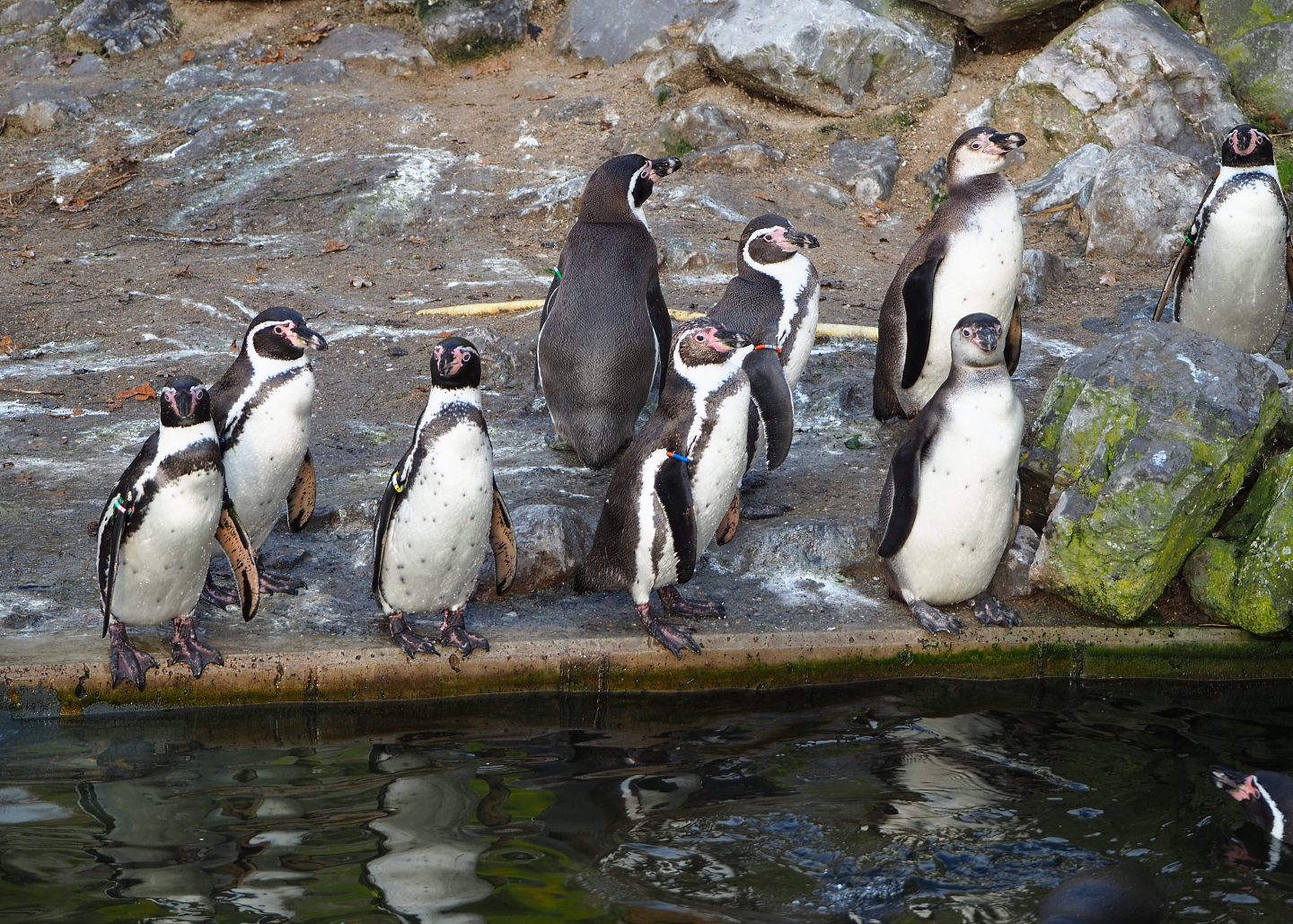 Humboldt penguins (Spheniscus humboldti), 2021-11-23