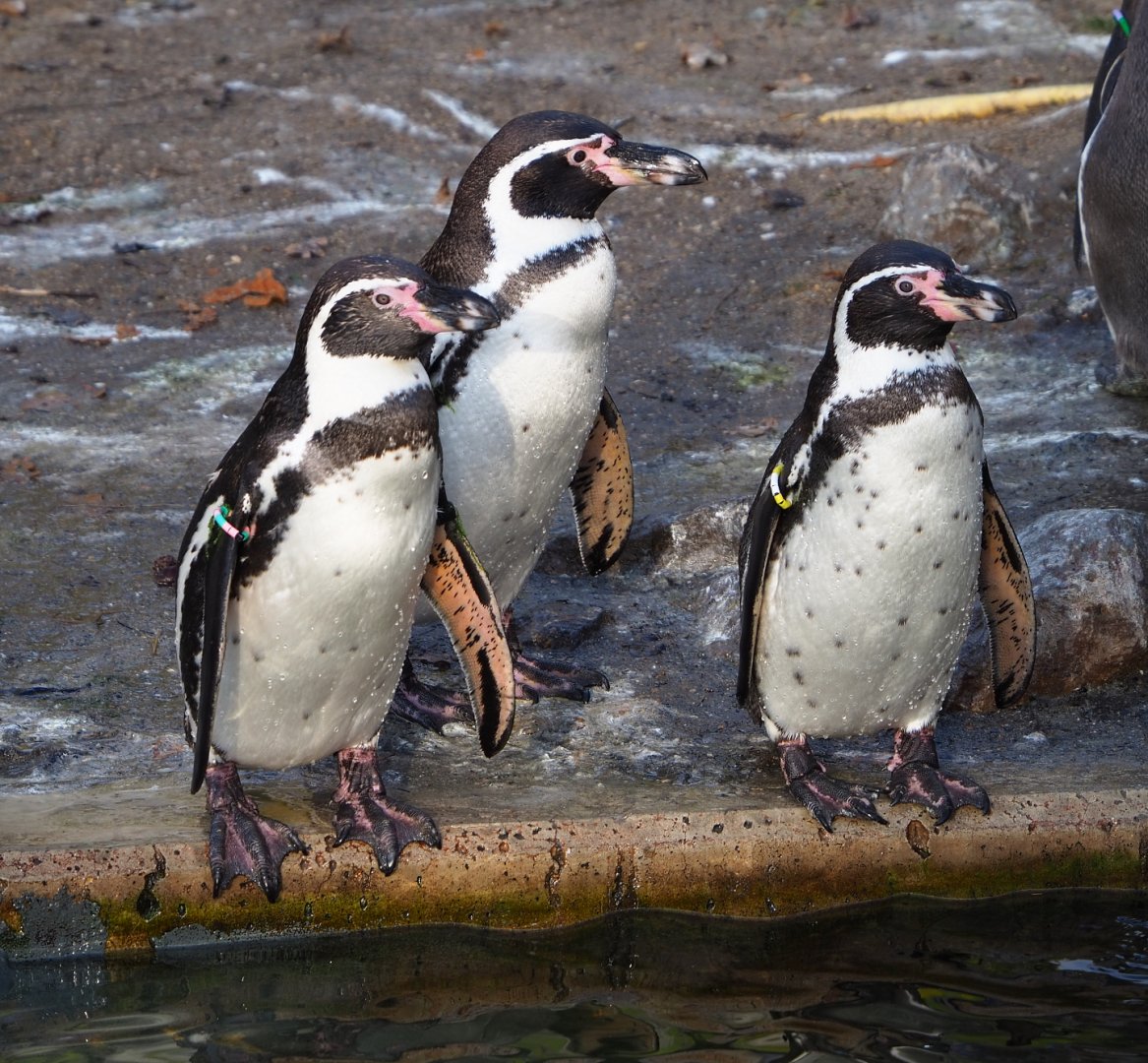 Humboldt penguins (Spheniscus humboldti), 2021-11-23