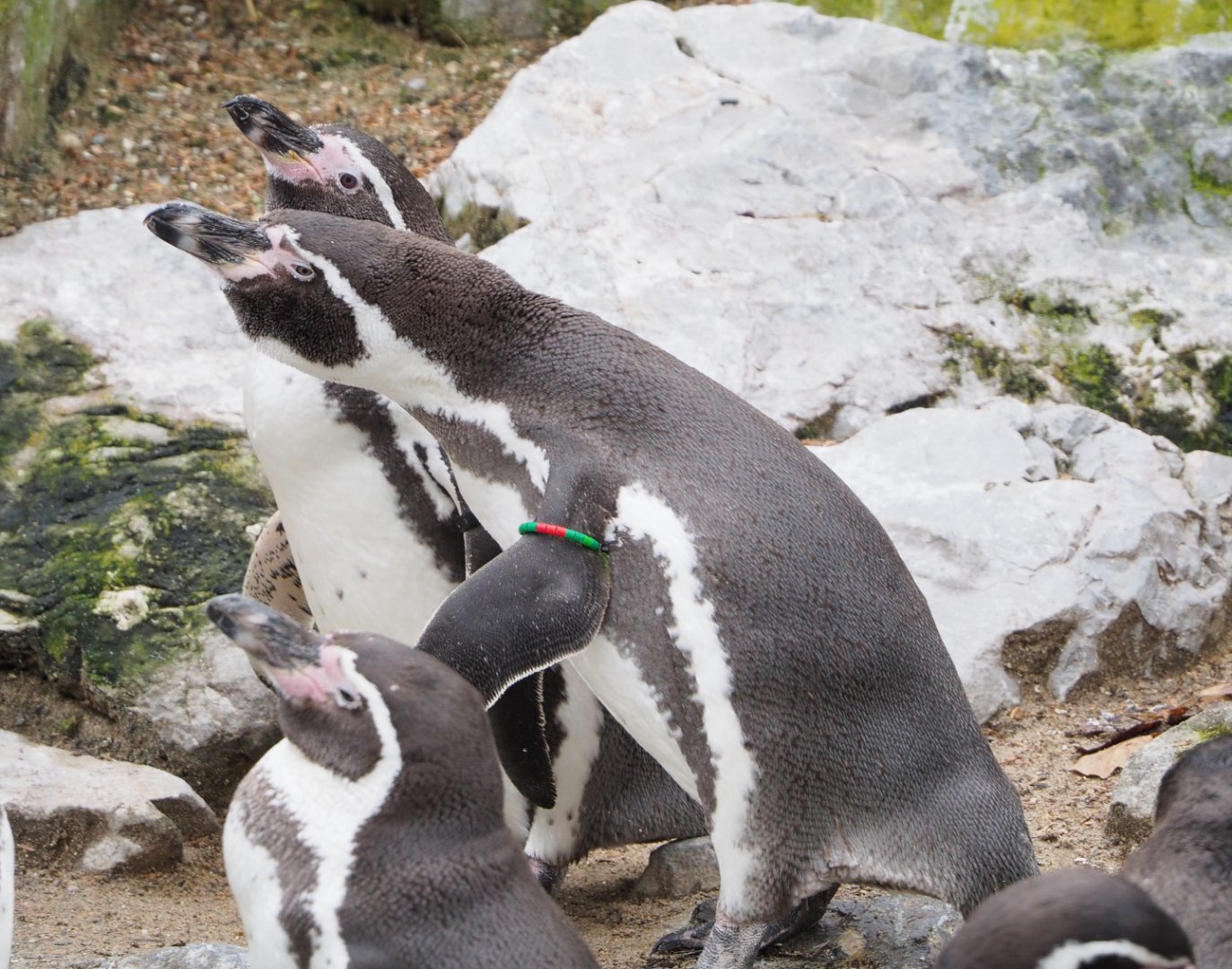 Humboldt penguins (Spheniscus humboldti), 2021-12-07