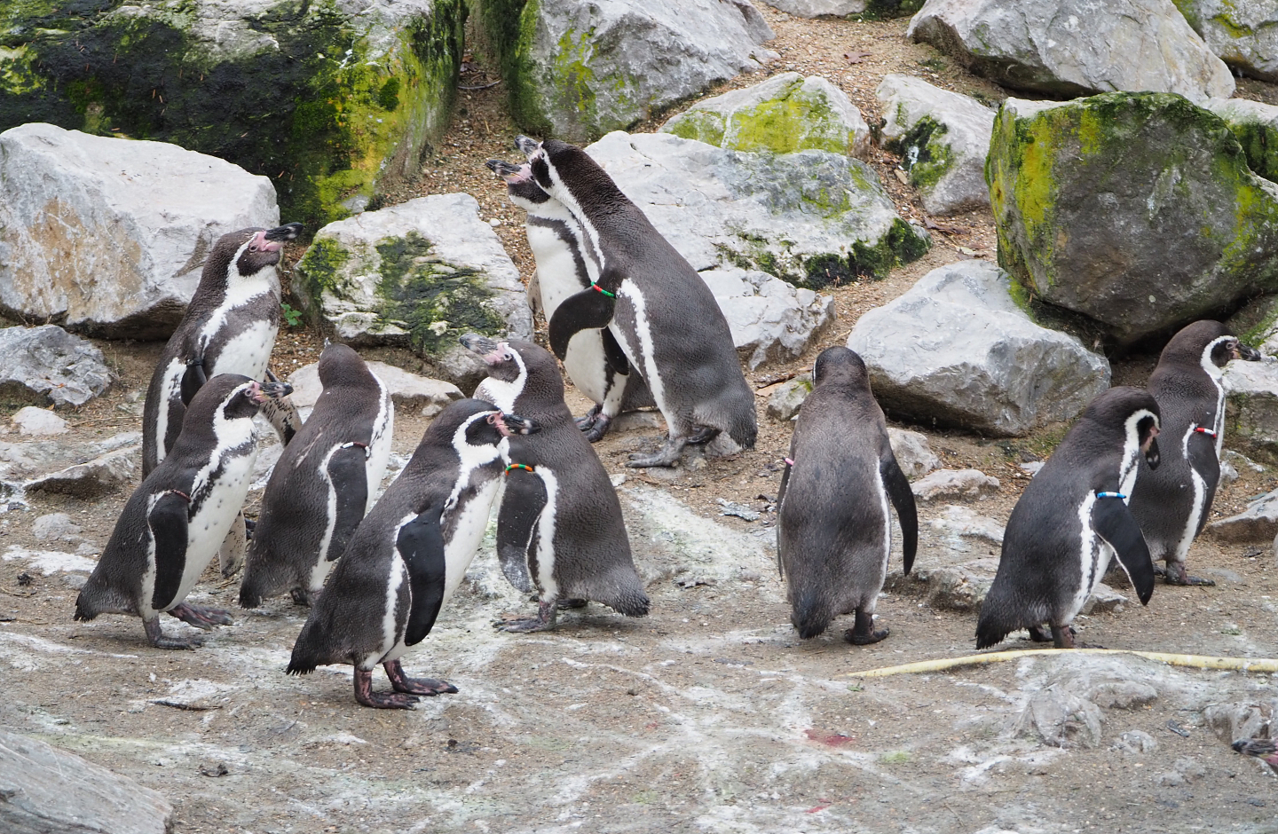 Humboldt penguins (Spheniscus humboldti), 2021-12-07