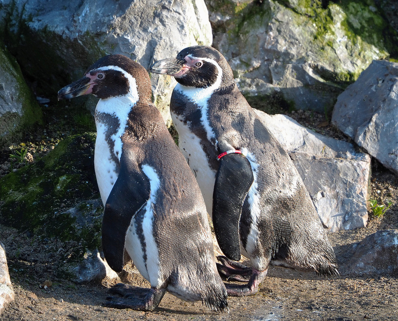 Humboldt penguins (Spheniscus humboldti), 2022-01-30