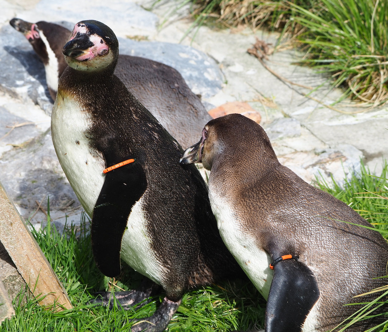 Humboldt penguins (Spheniscus humboldti), 2022-04-12