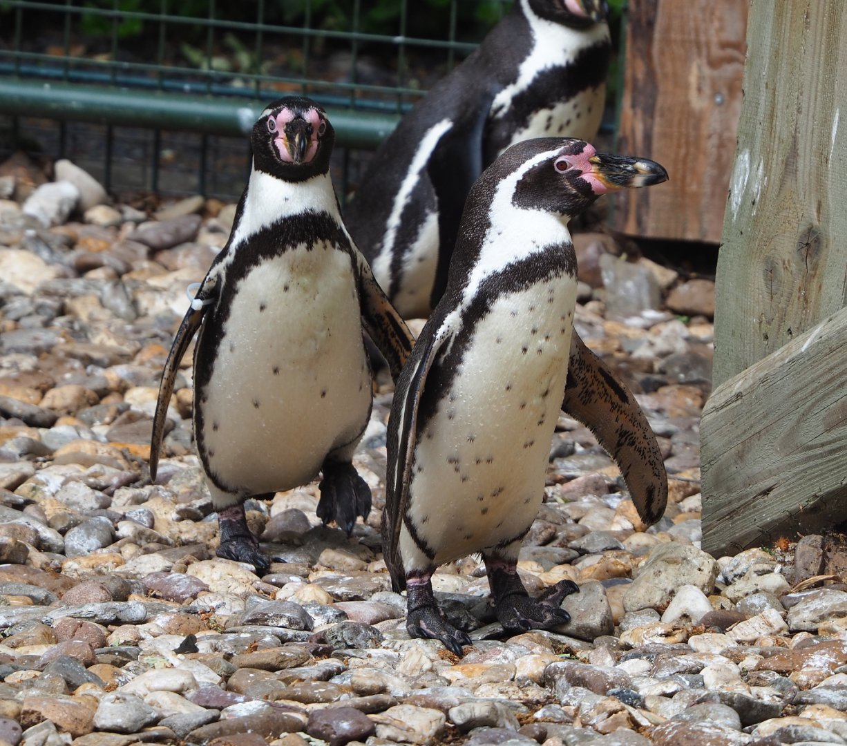 Humboldt penguins (Spheniscus humboldti), 2022-05-17