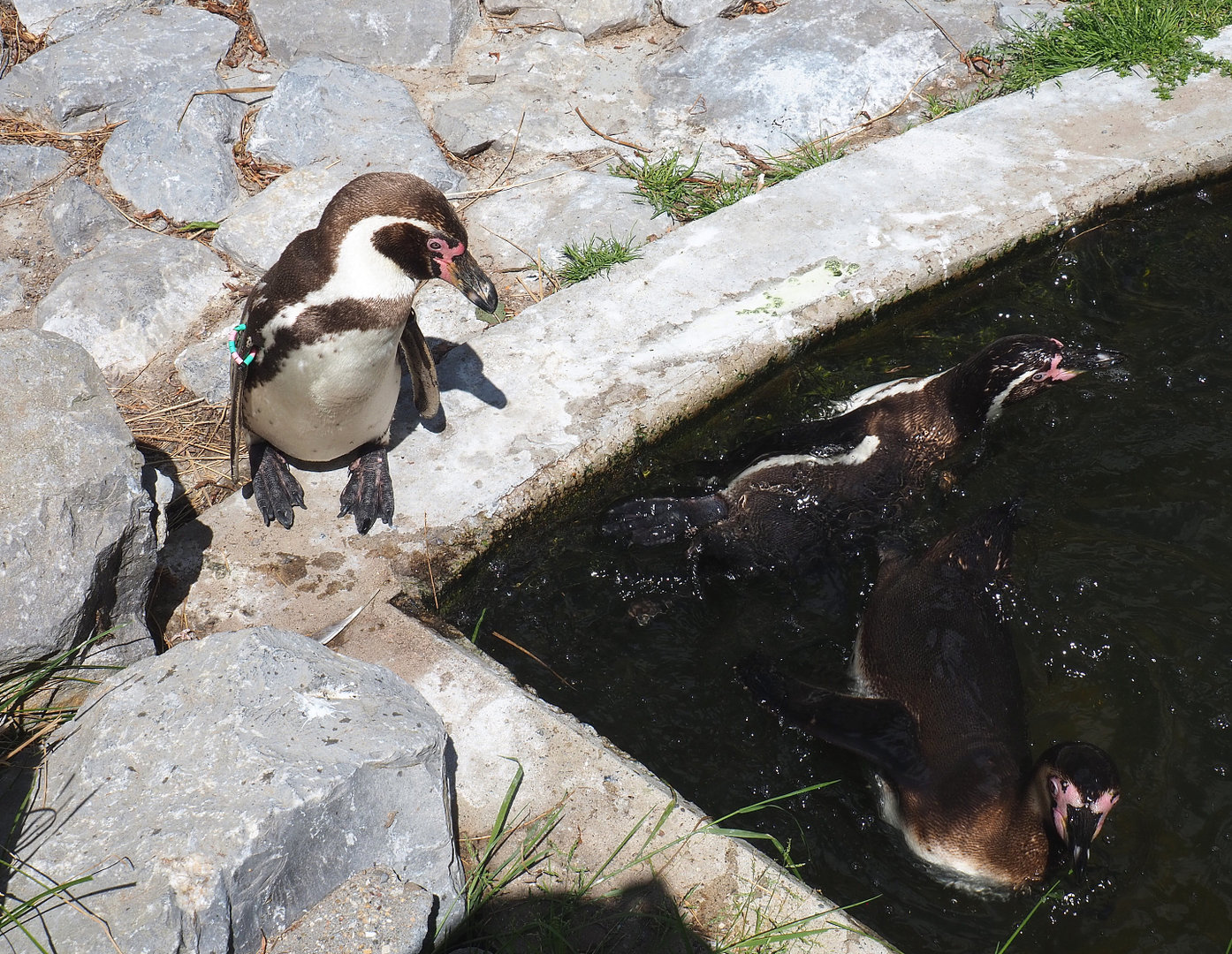 Humboldt penguins (Spheniscus humboldti), 2022-05-28