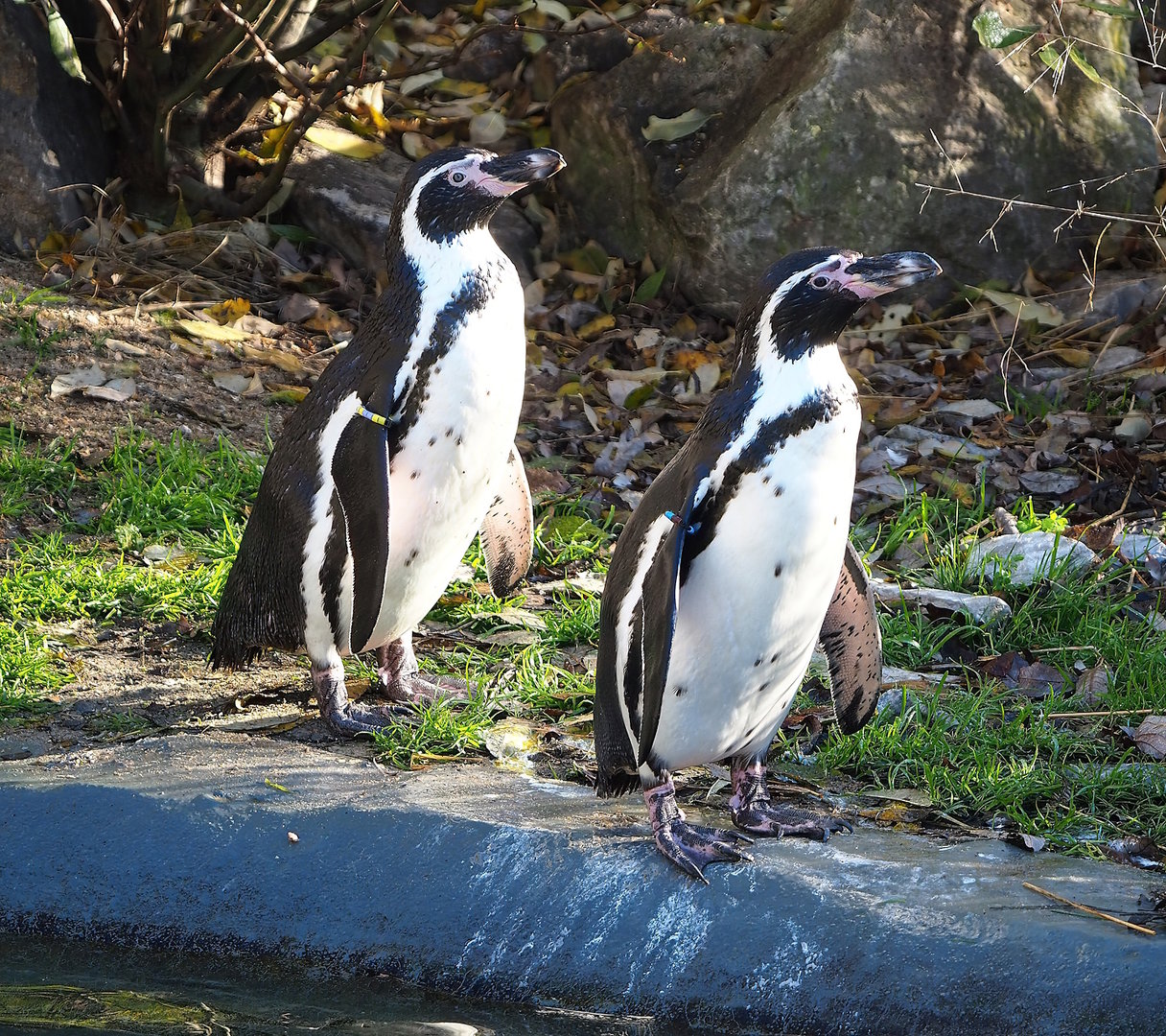 Humboldt penguins (Spheniscus humboldti), 2022-11-12