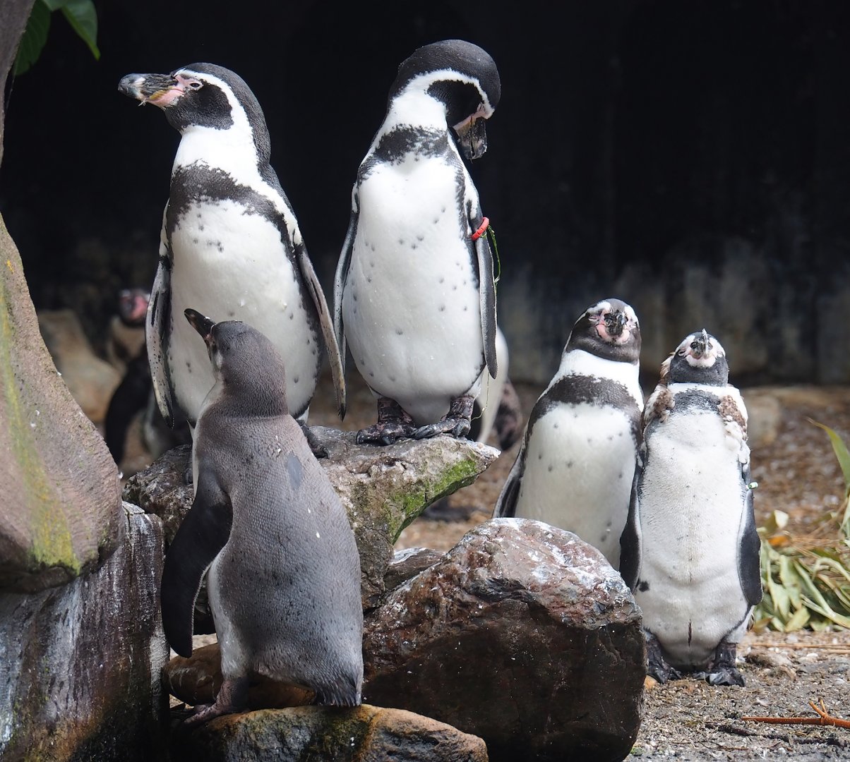 Humboldt penguins (Spheniscus humboldti), 2023-08-17