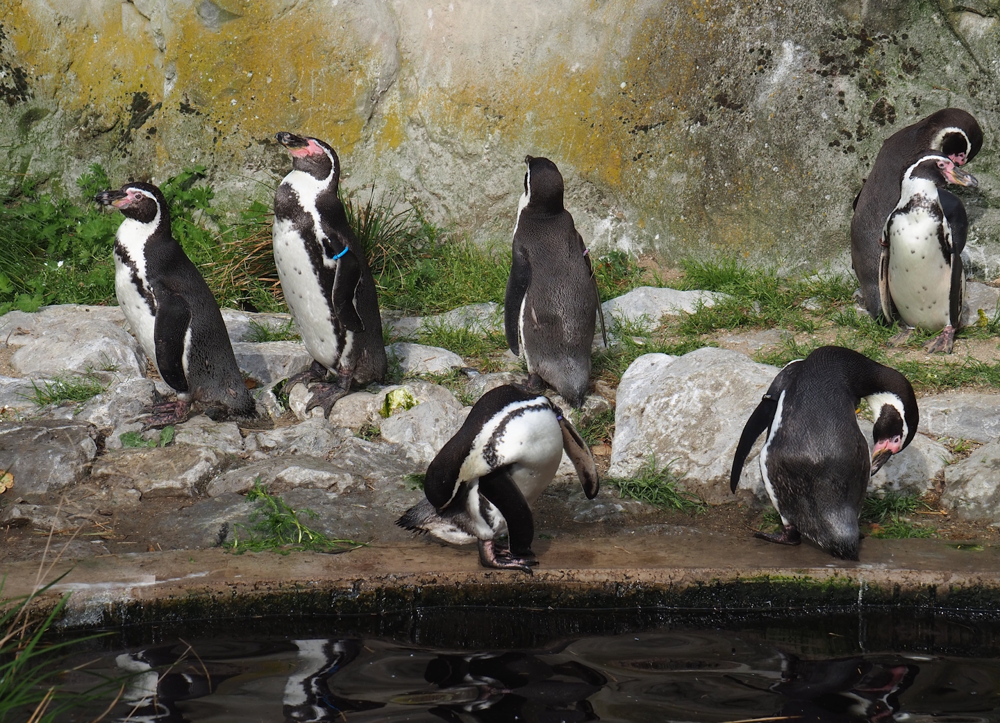 Humboldt penguins (Spheniscus humboldti), 2023-10-04