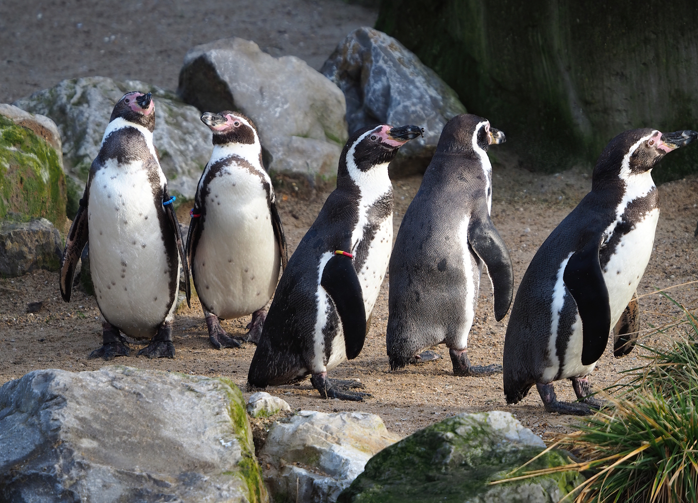 Humboldt penguins (Spheniscus humboldti), 2024-01-01